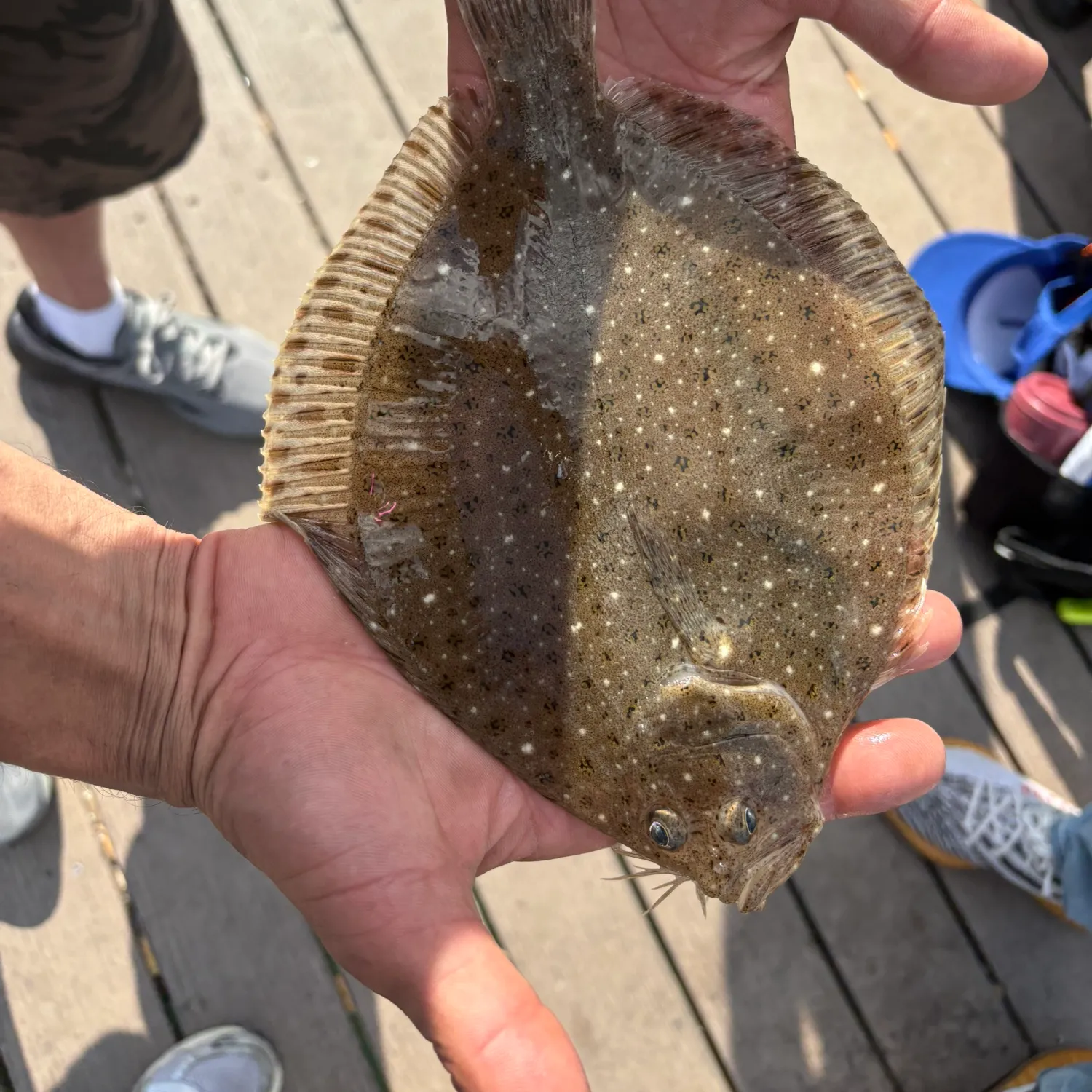 The most recent Windowpane flounder catches on Fishbrain