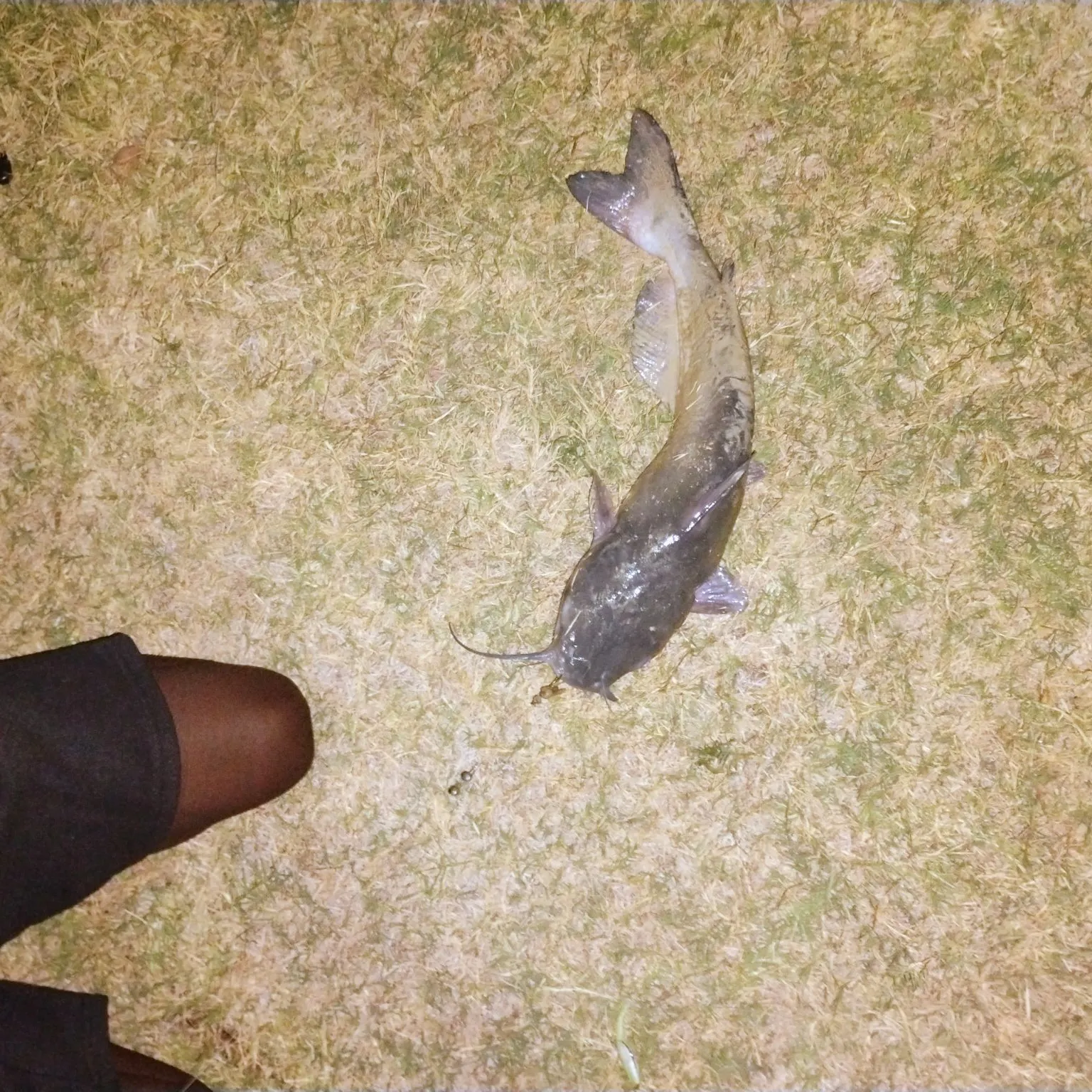 Channel catfish caught on Fishbrain