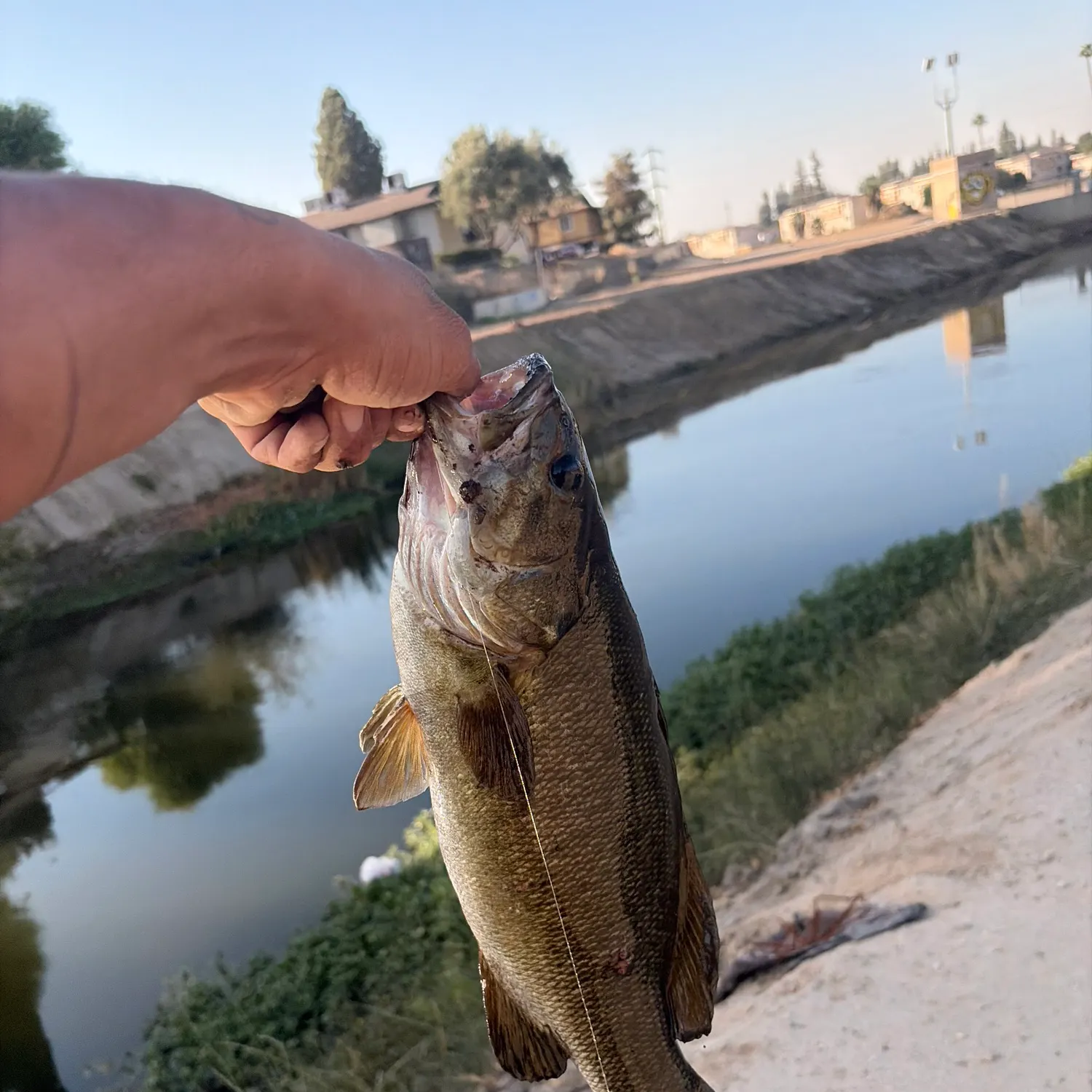 Fish caught on Fishbrain