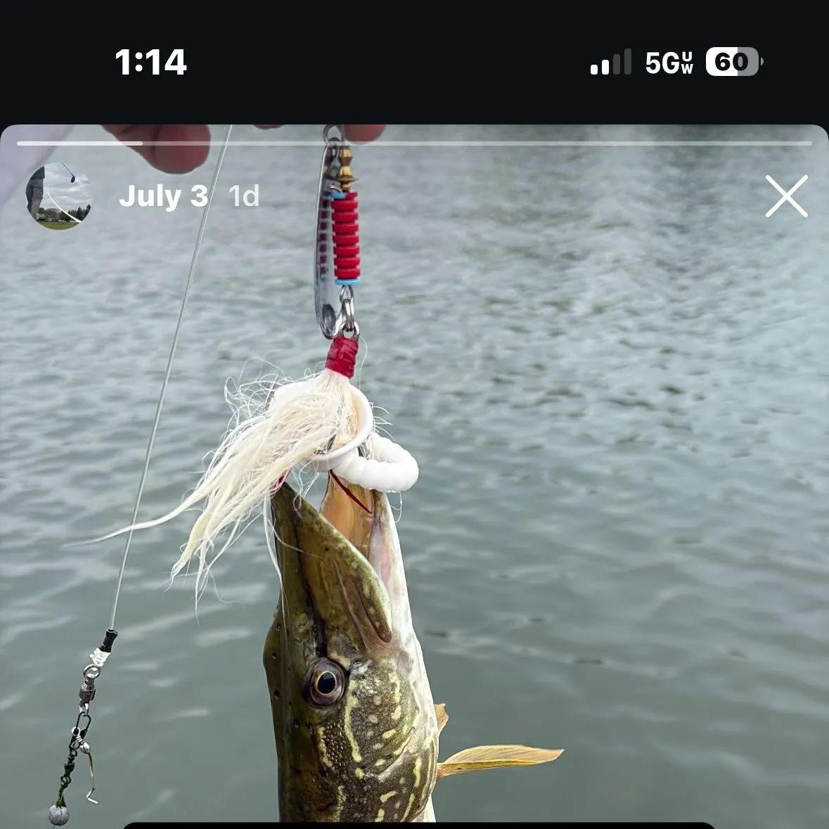 Northern pike caught on Fishbrain