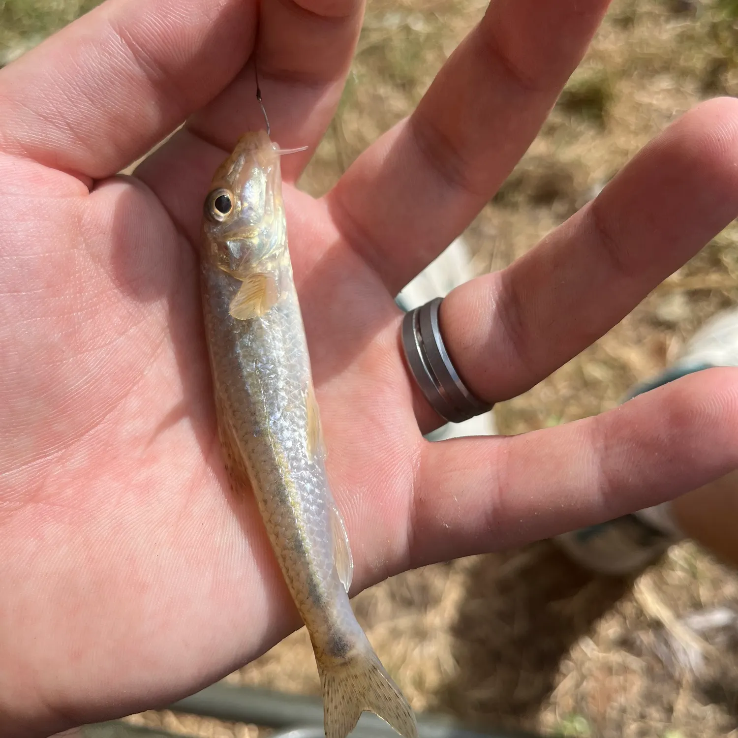 The most recent Gudgeon catches on Fishbrain