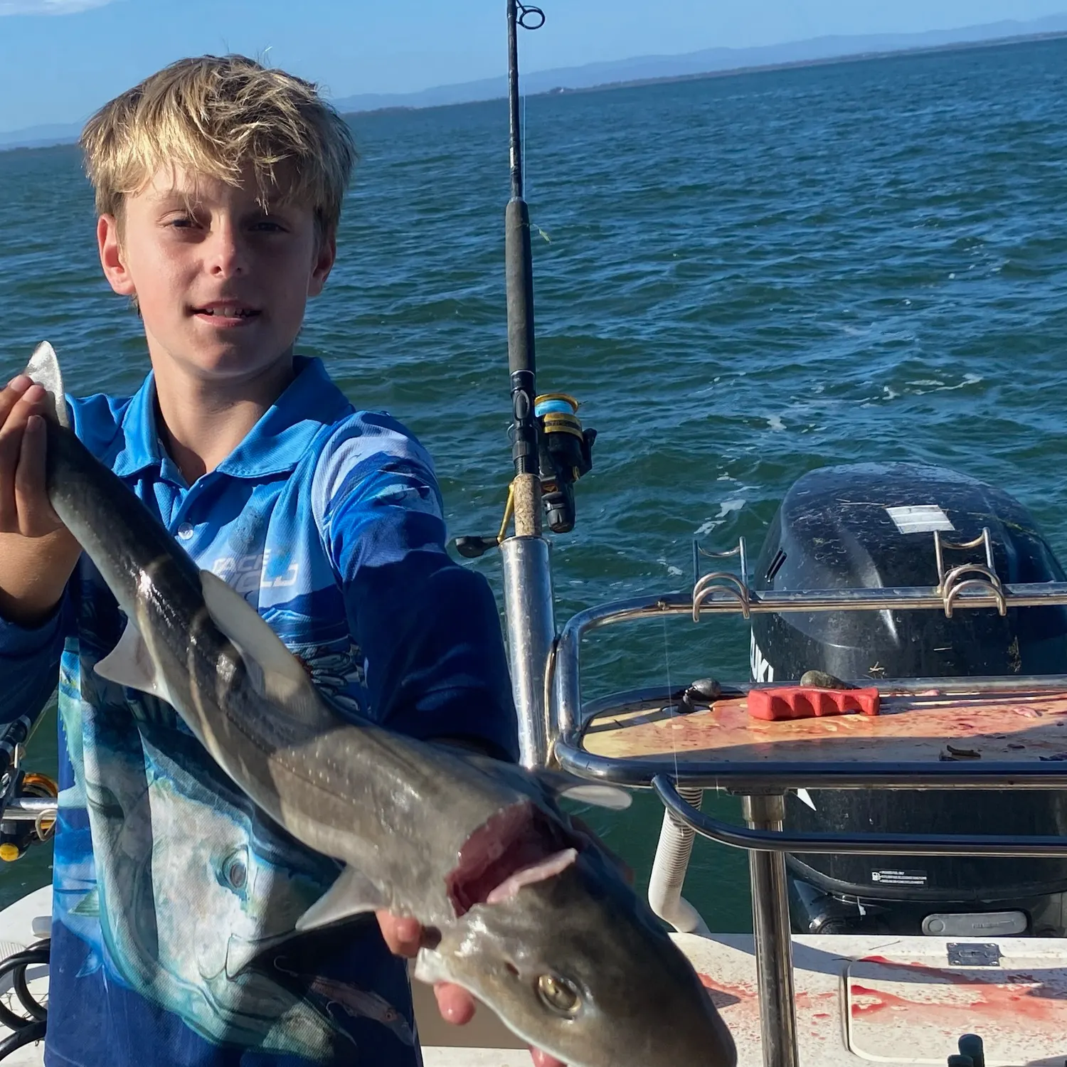 The most recent Gummy shark catches on Fishbrain