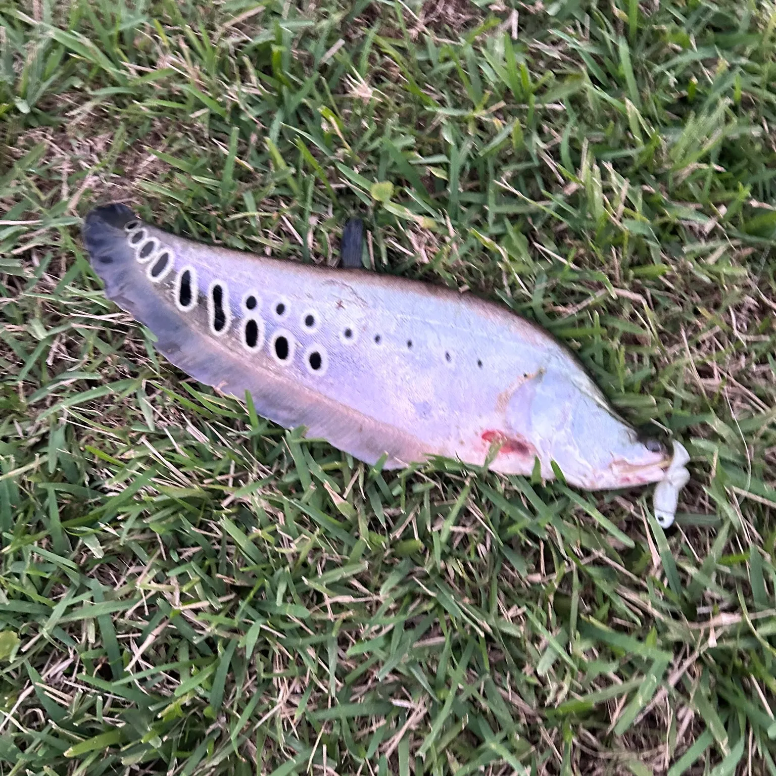 The most recent Clown knifefish catches on Fishbrain