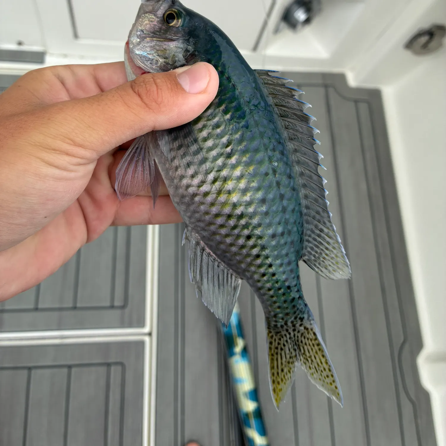 The most recent Blacksmith catches on Fishbrain