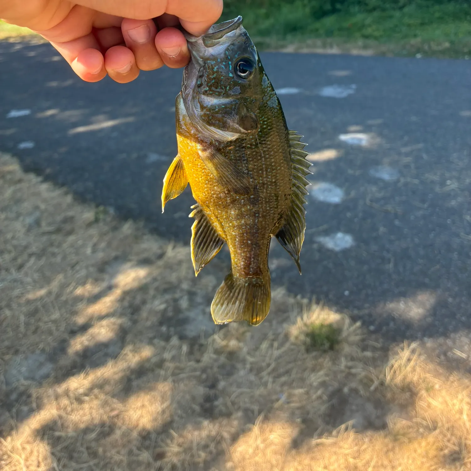 catch