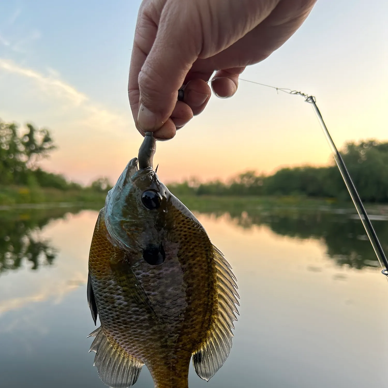 Bluegill caught on Fishbrain