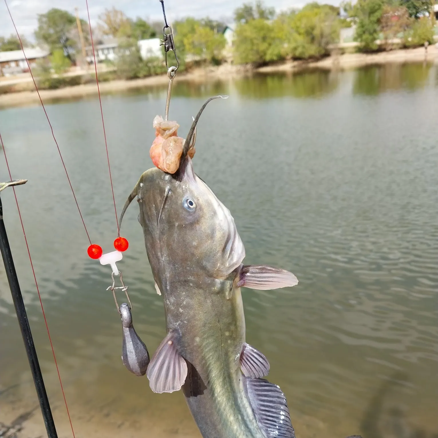 Channel catfish caught on Fishbrain