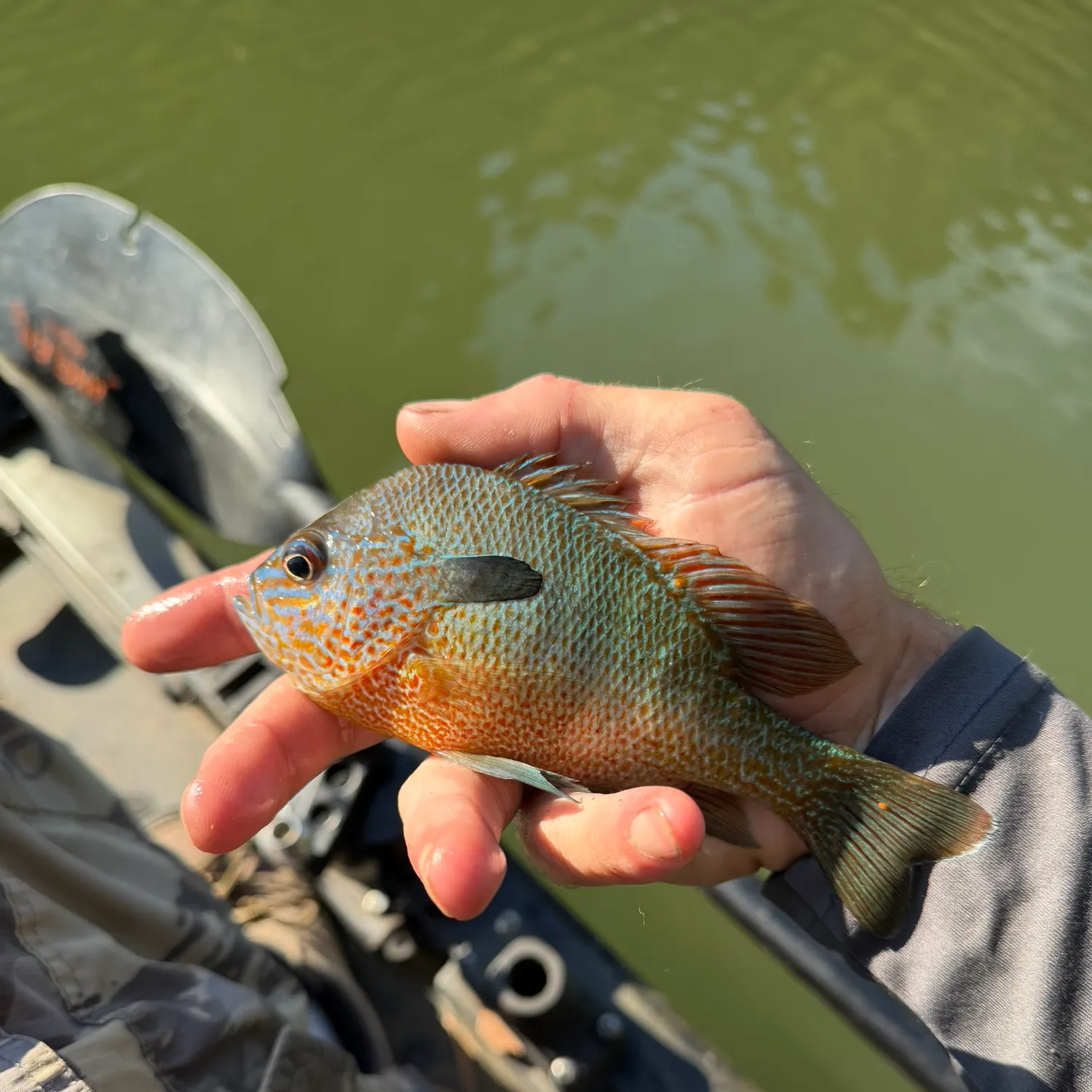 Longear sunfish caught on Fishbrain
