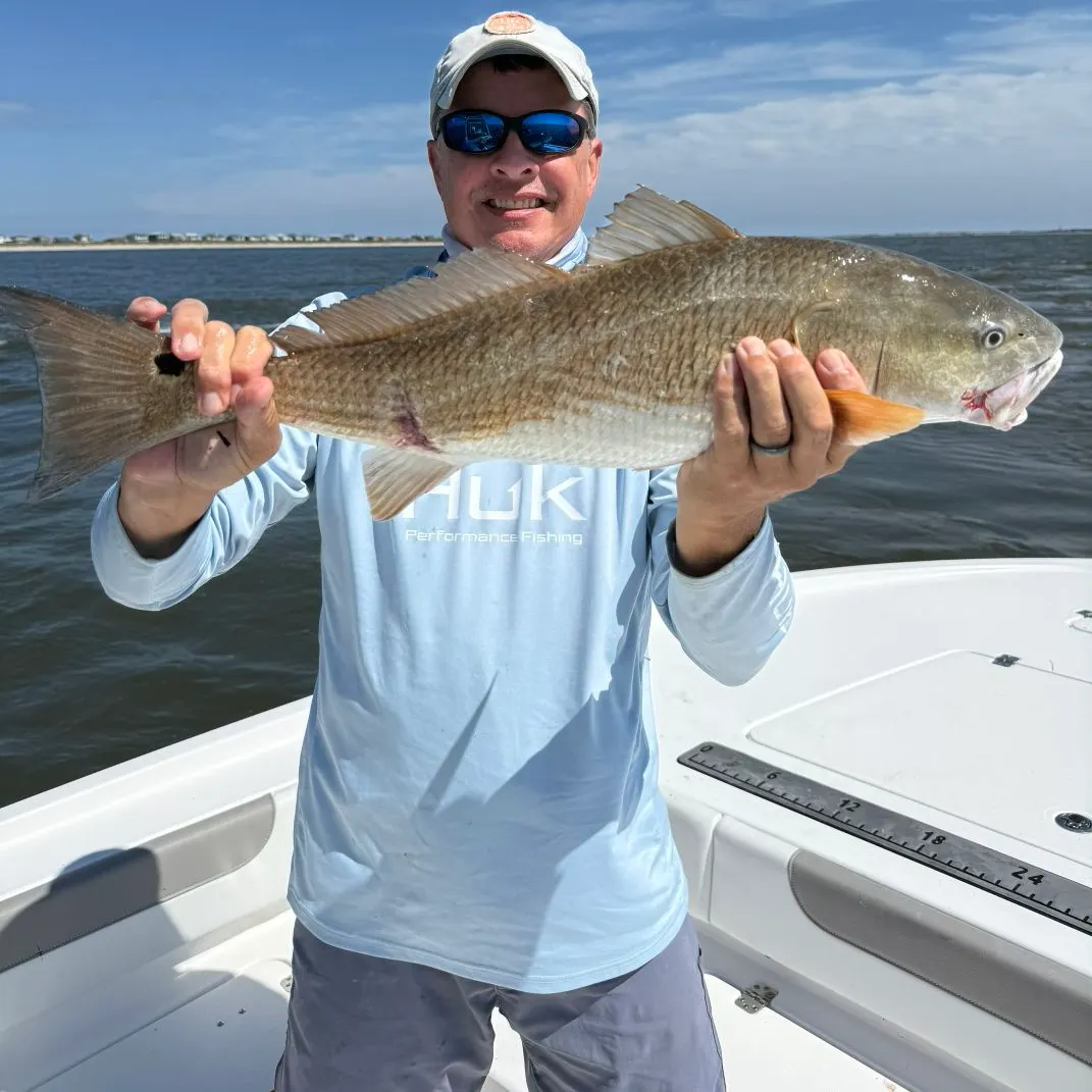 The most recent Red drum catches on Fishbrain