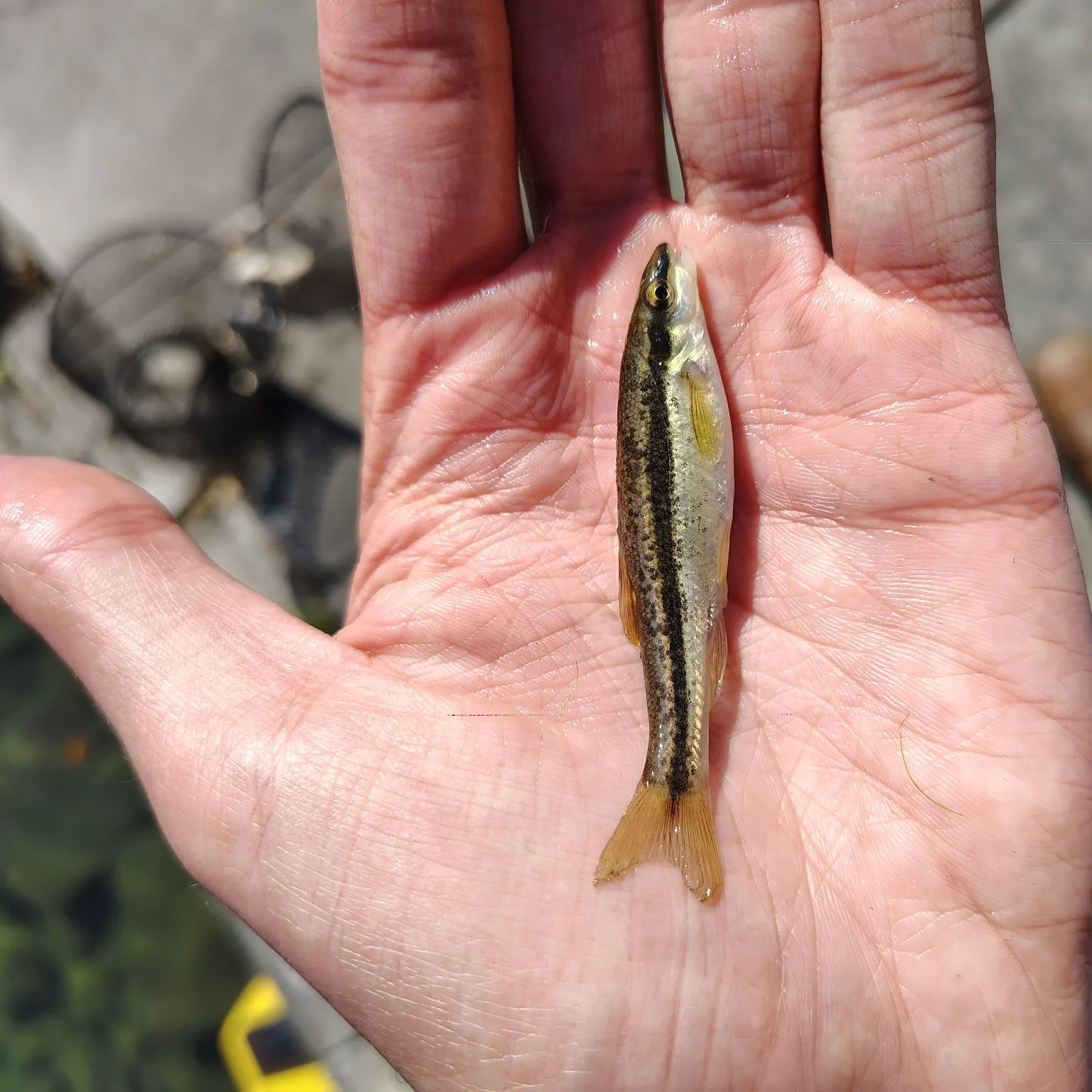 Eastern blacknose dace caught on Fishbrain