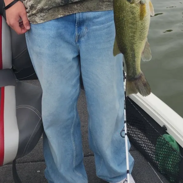 Largemouth bass caught on Fishbrain
