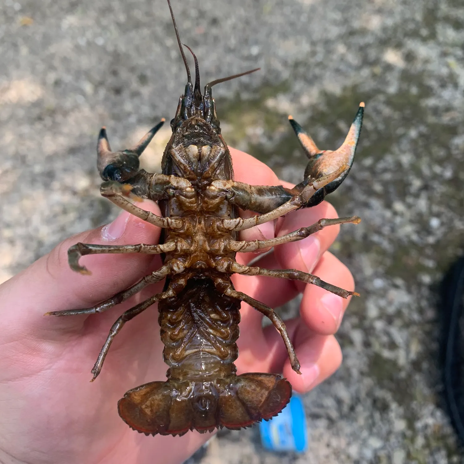 The most recent Appalachian brook crayfish catches on Fishbrain