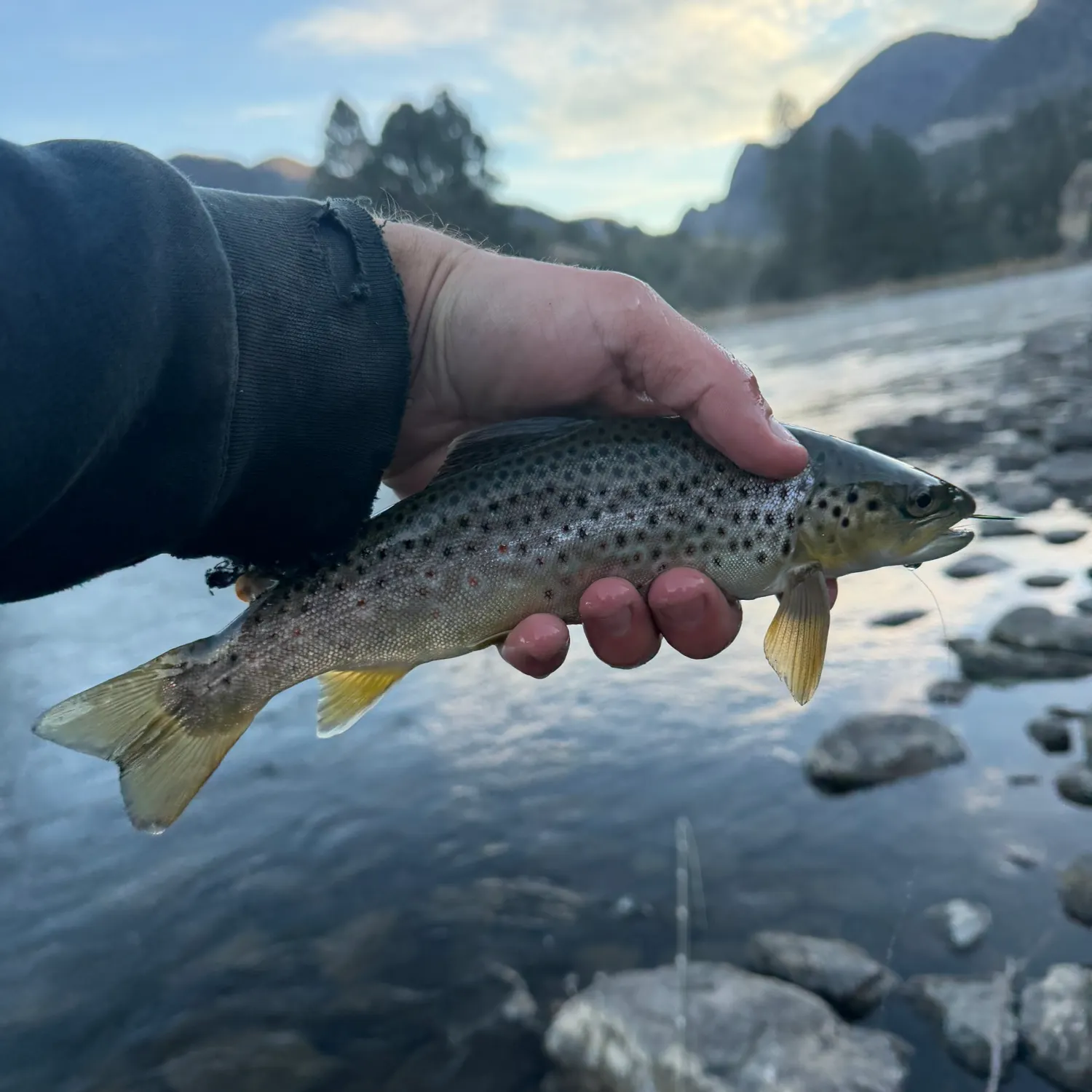 Brown trout caught on Fishbrain