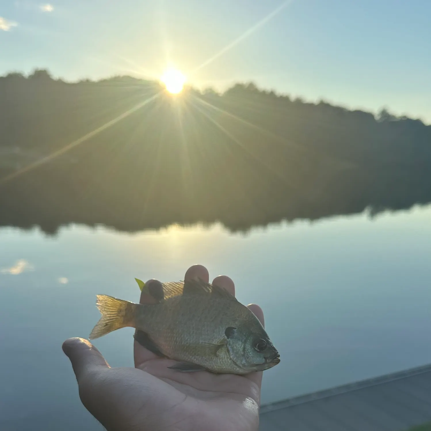 Bluegill caught on Fishbrain