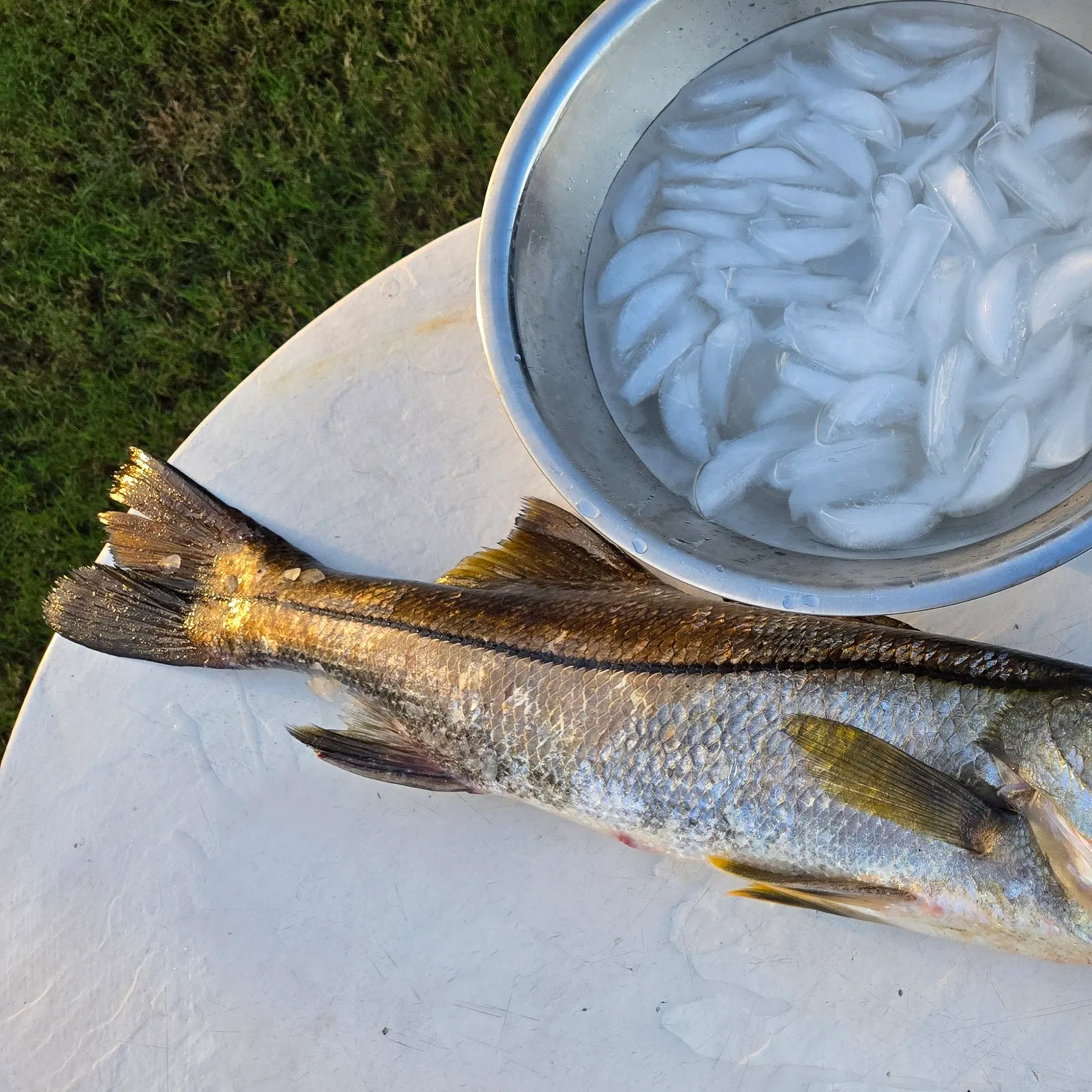 Common snook caught on Fishbrain
