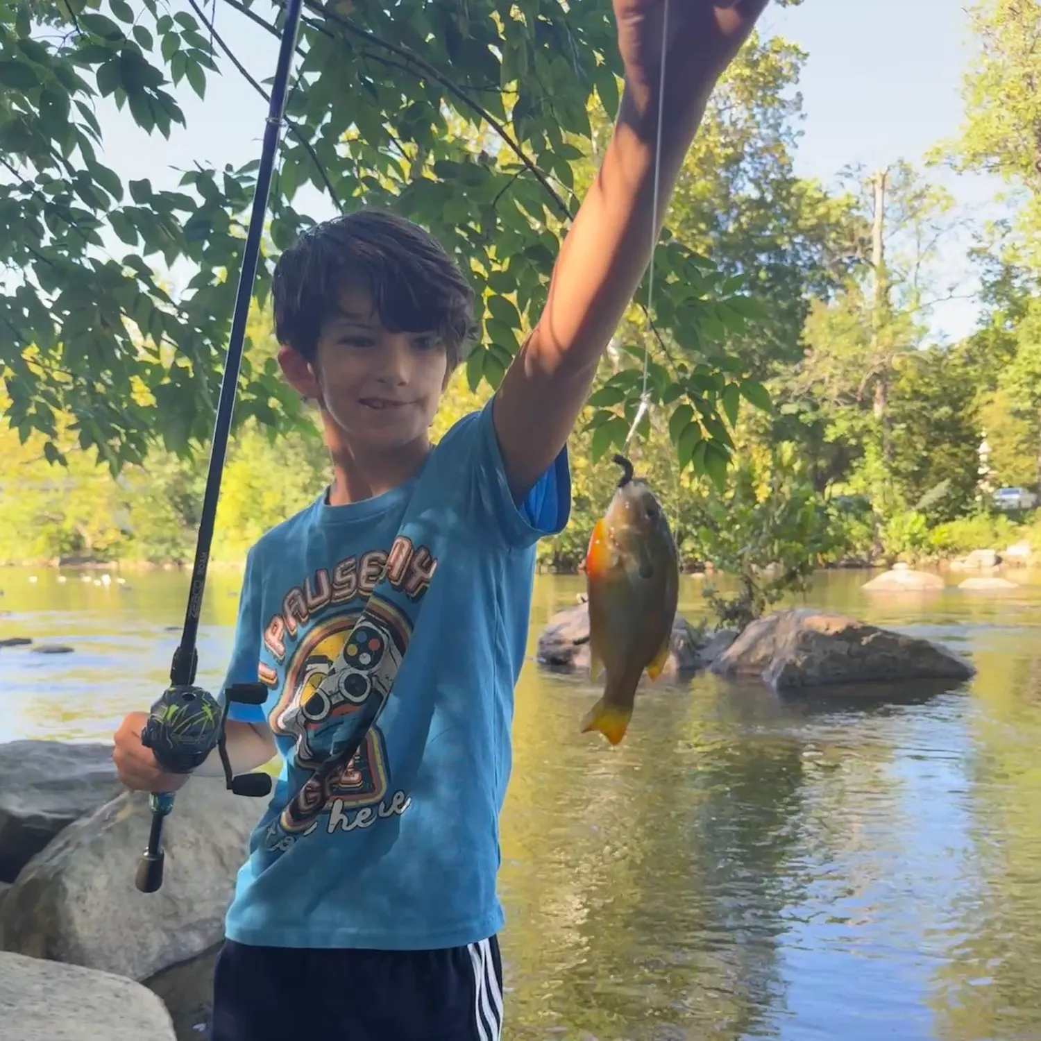 Yellow perch caught on Fishbrain