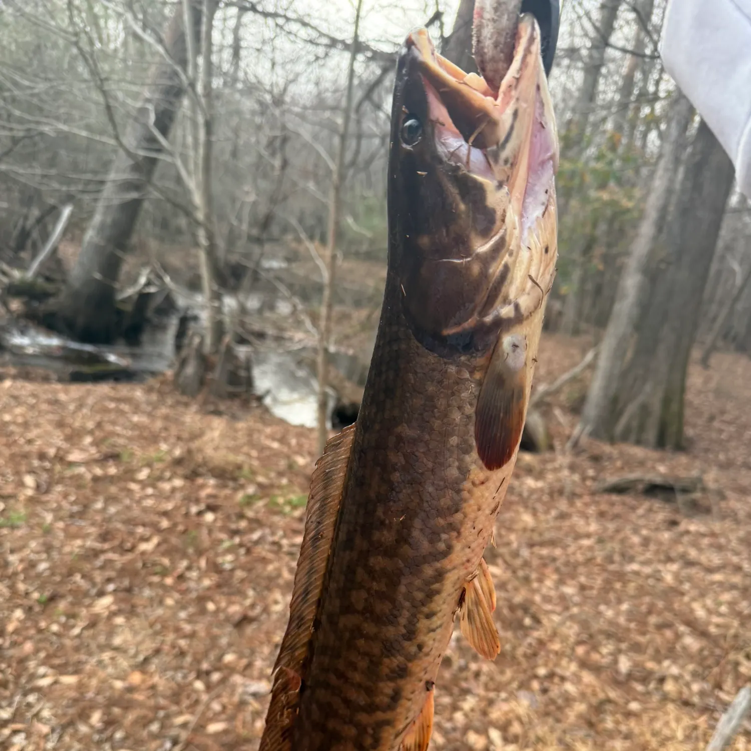 The most recent Eyetail bowfin catches on Fishbrain