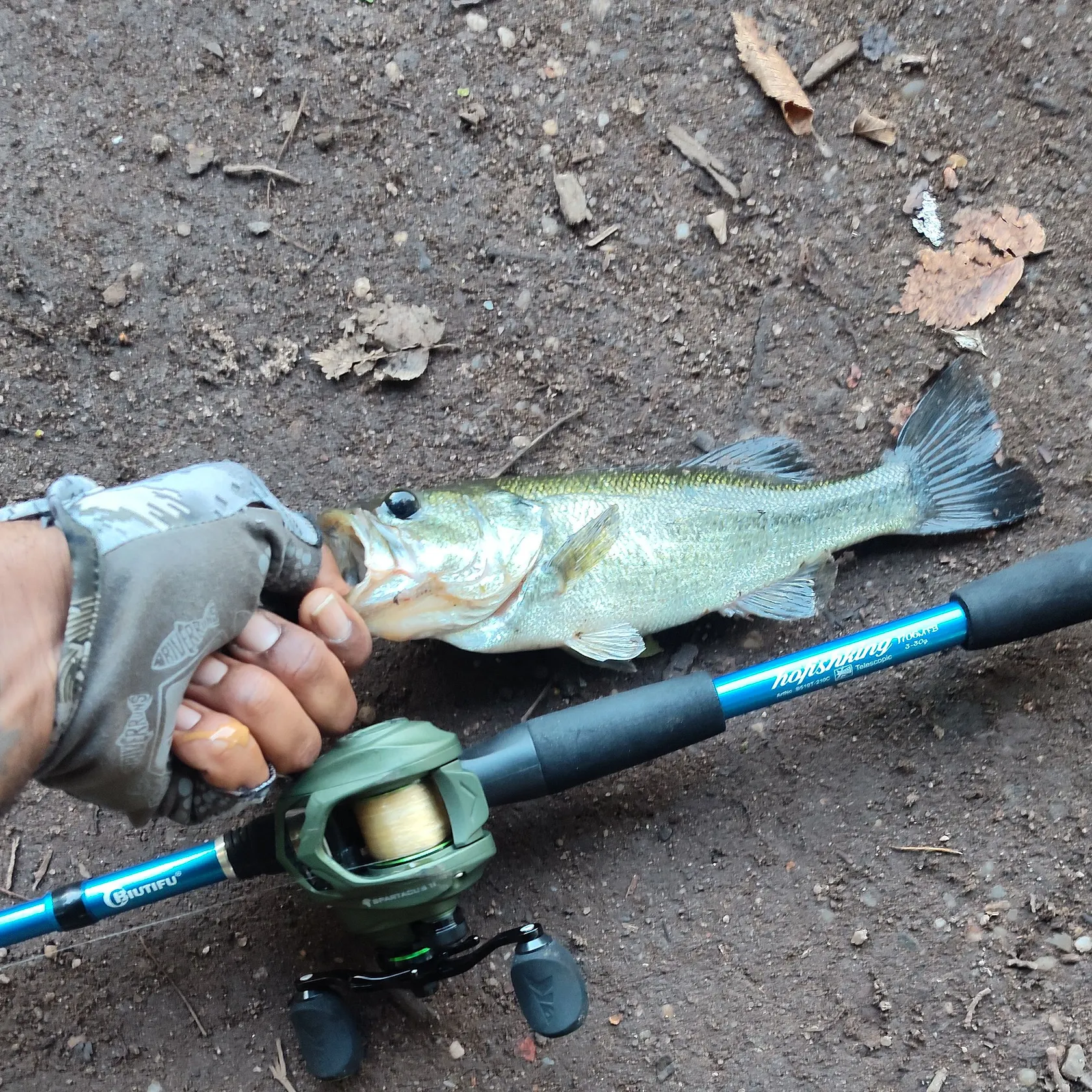 Largemouth bass caught on Fishbrain
