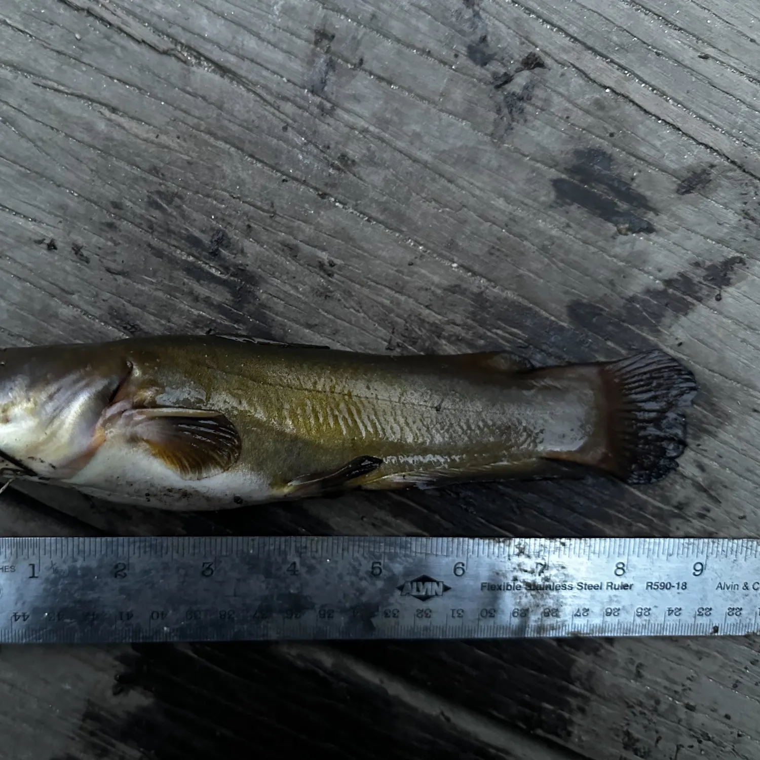 Yellow bullhead caught on Fishbrain