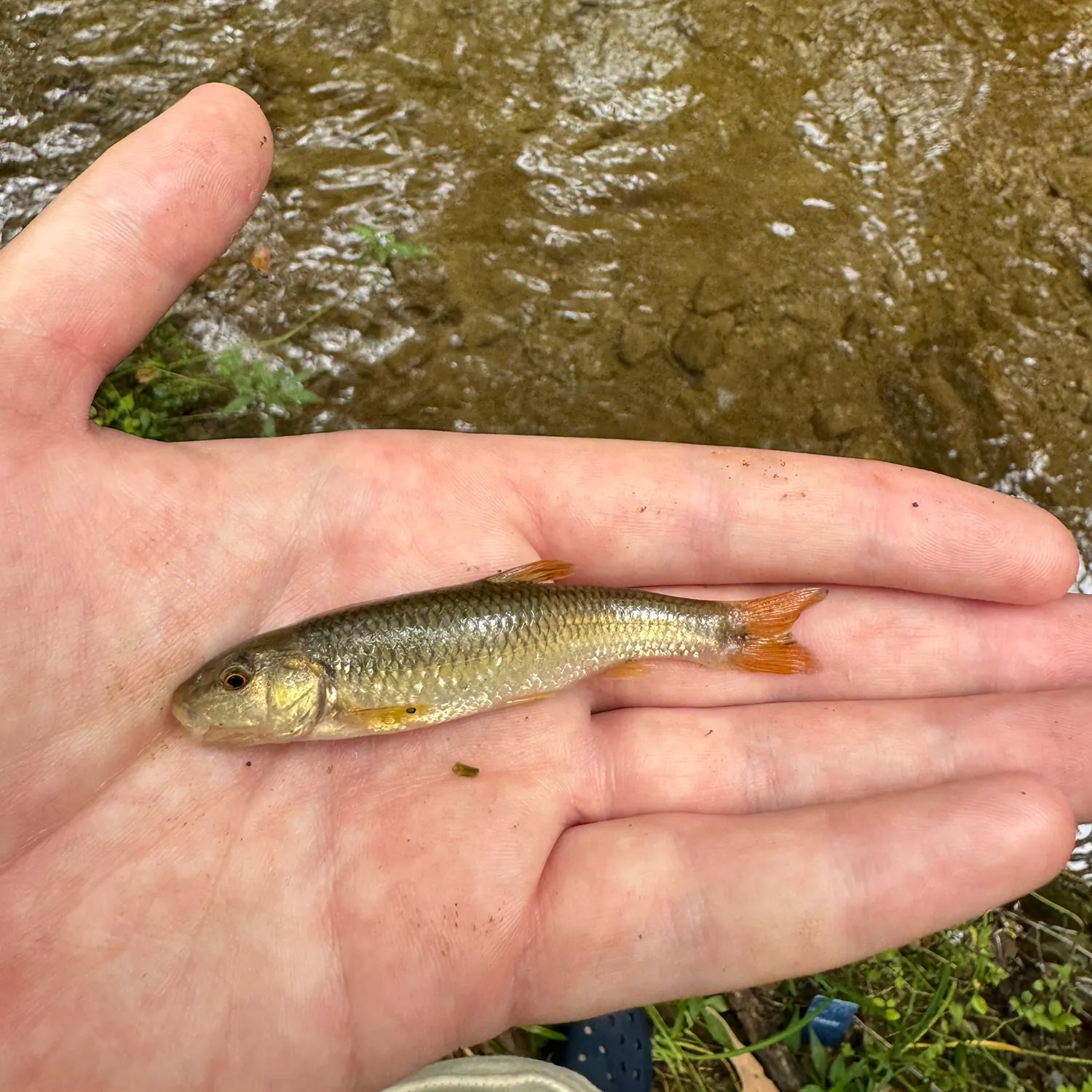 The most recent Bluehead chub catches on Fishbrain