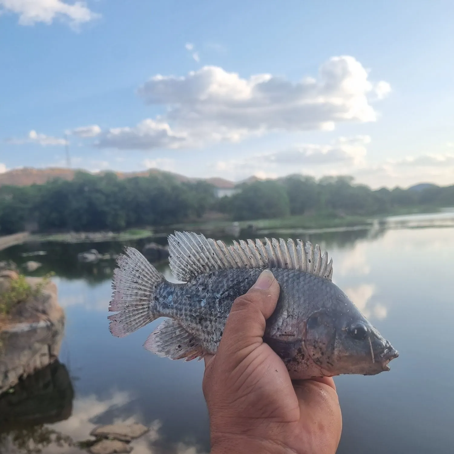 Nile tilapia caught on Fishbrain