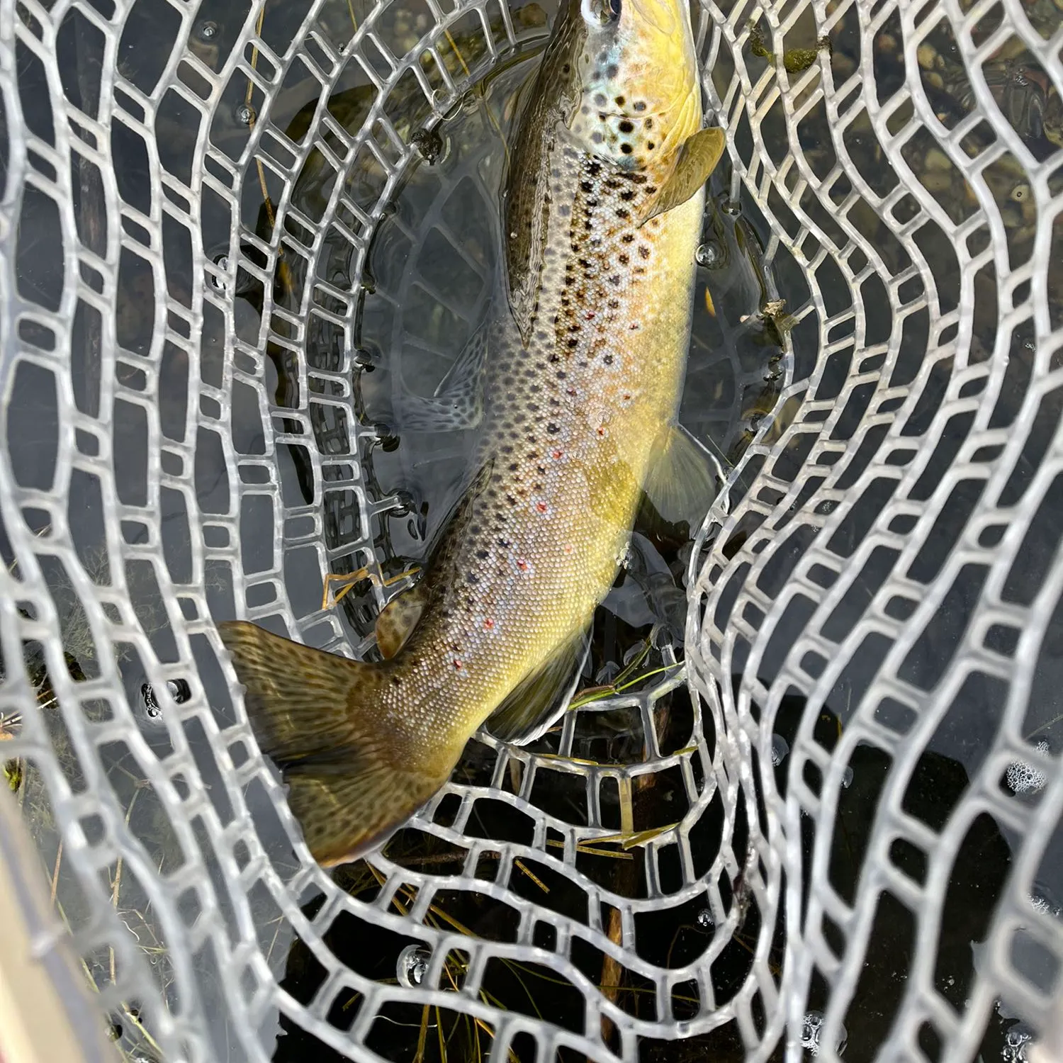 angler catch