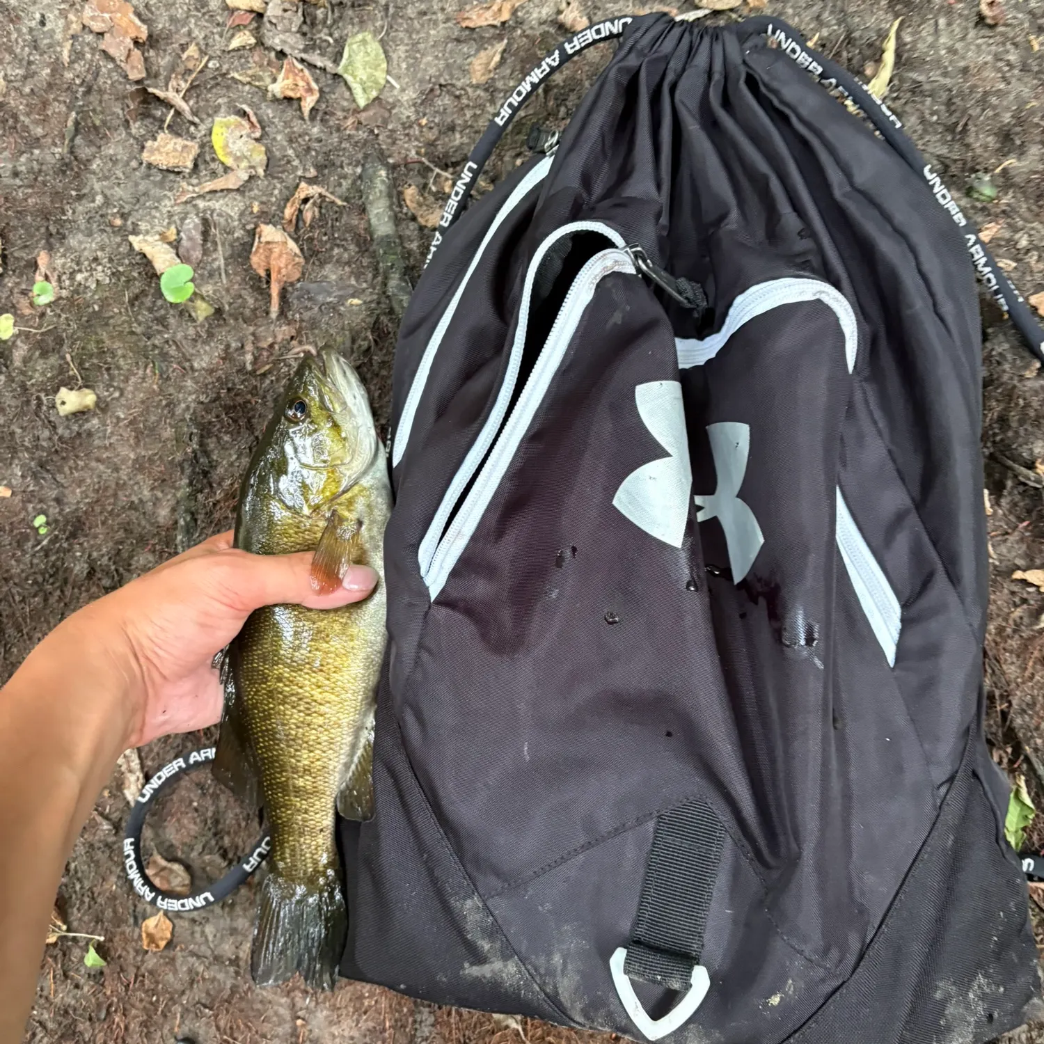 Smallmouth bass caught on Fishbrain