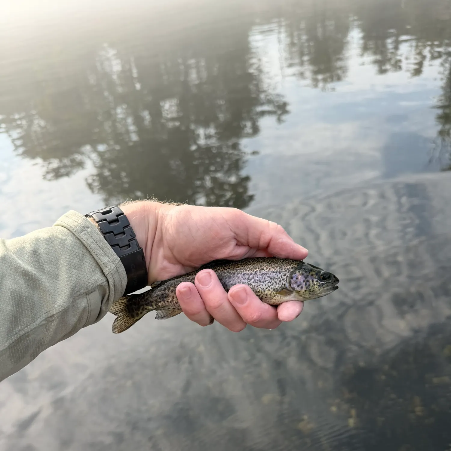 Rainbow trout caught on Fishbrain