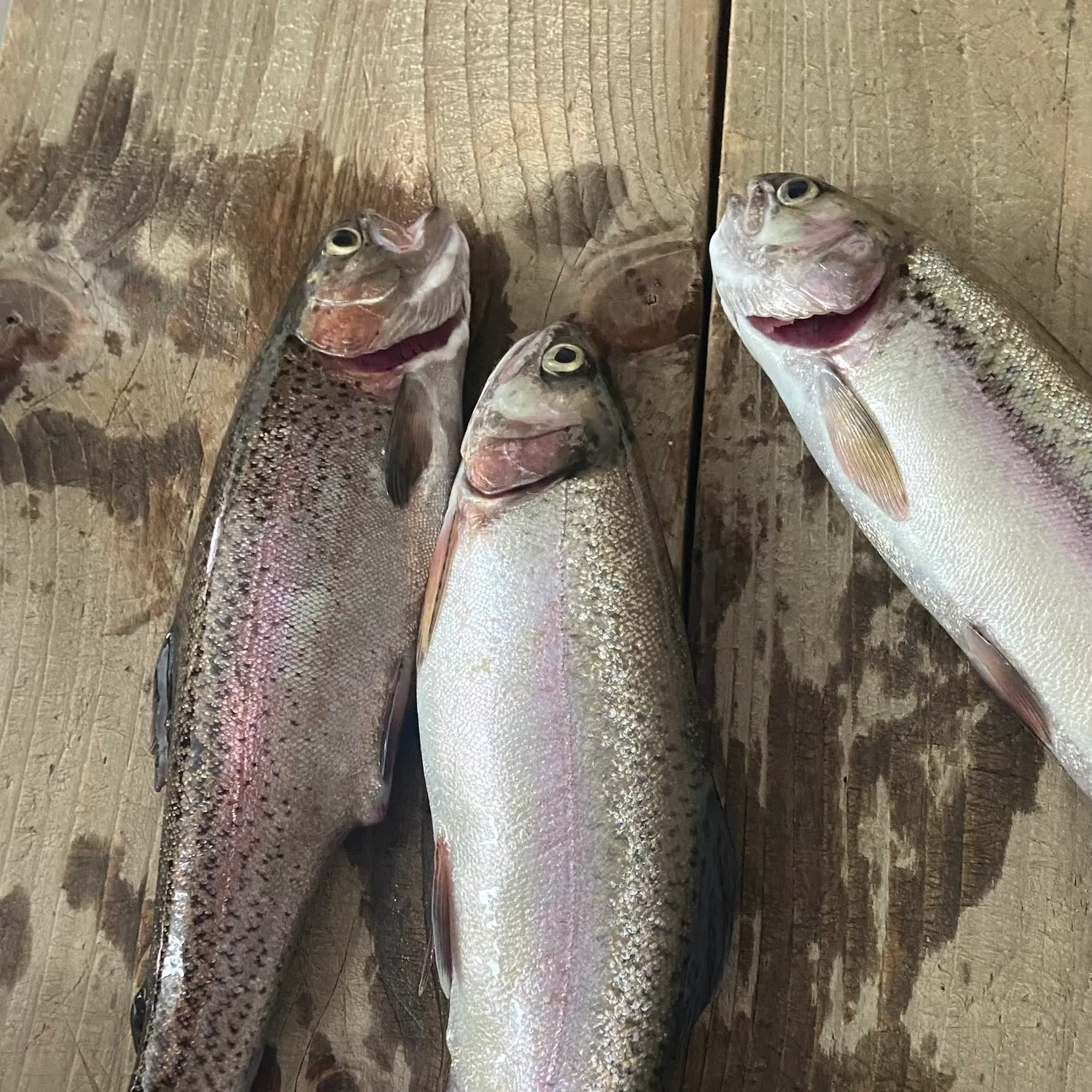 recently logged catches