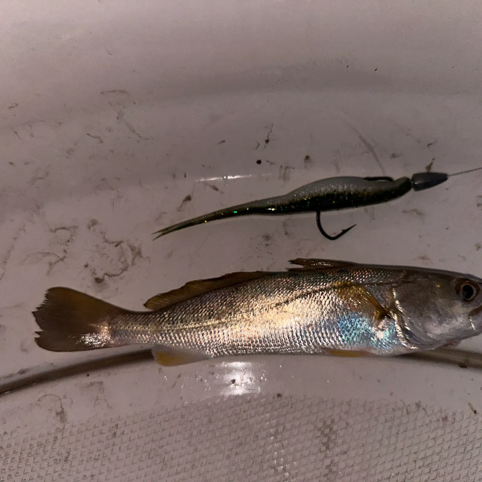 The most recent Sand seatrout catches on Fishbrain