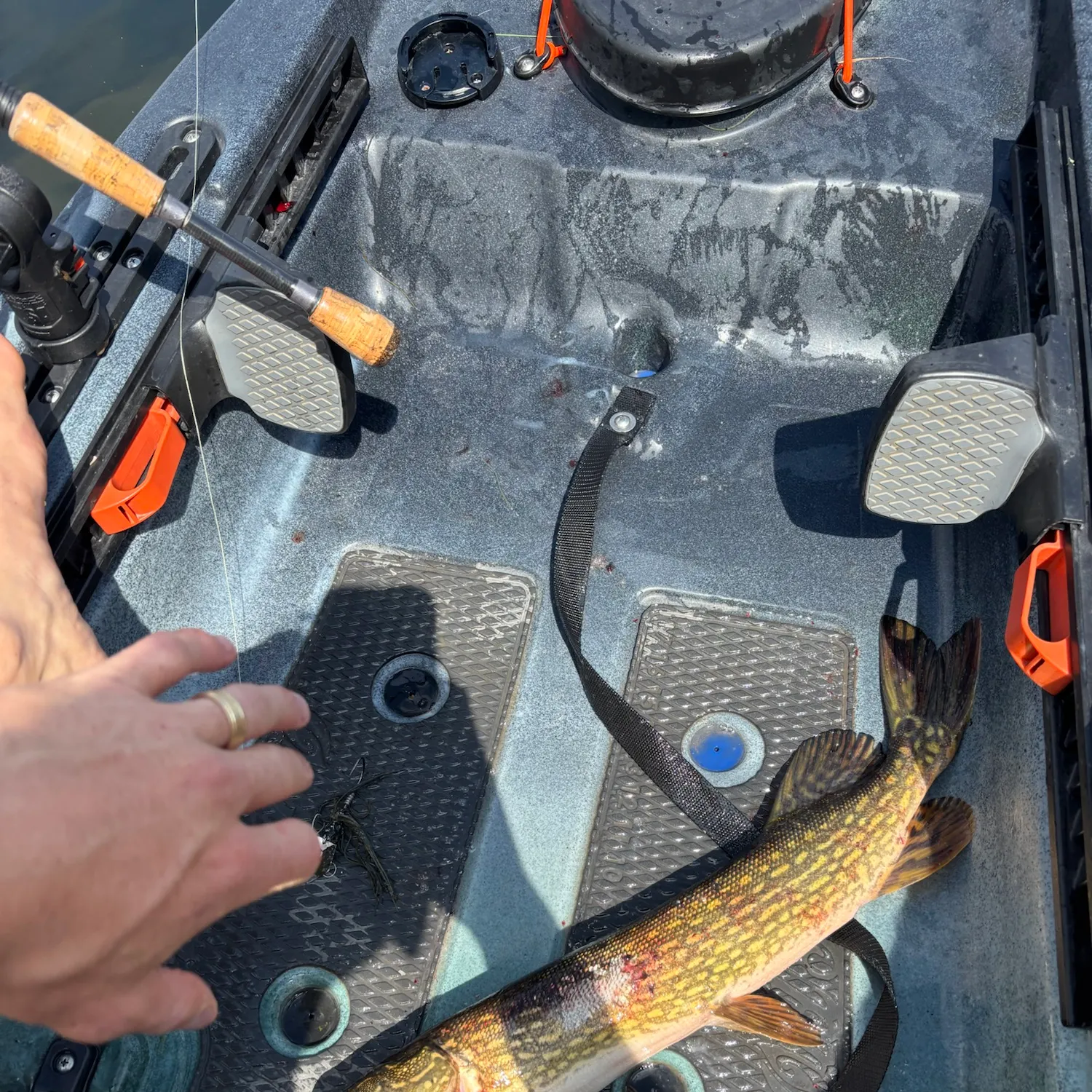 Northern pike caught on Fishbrain