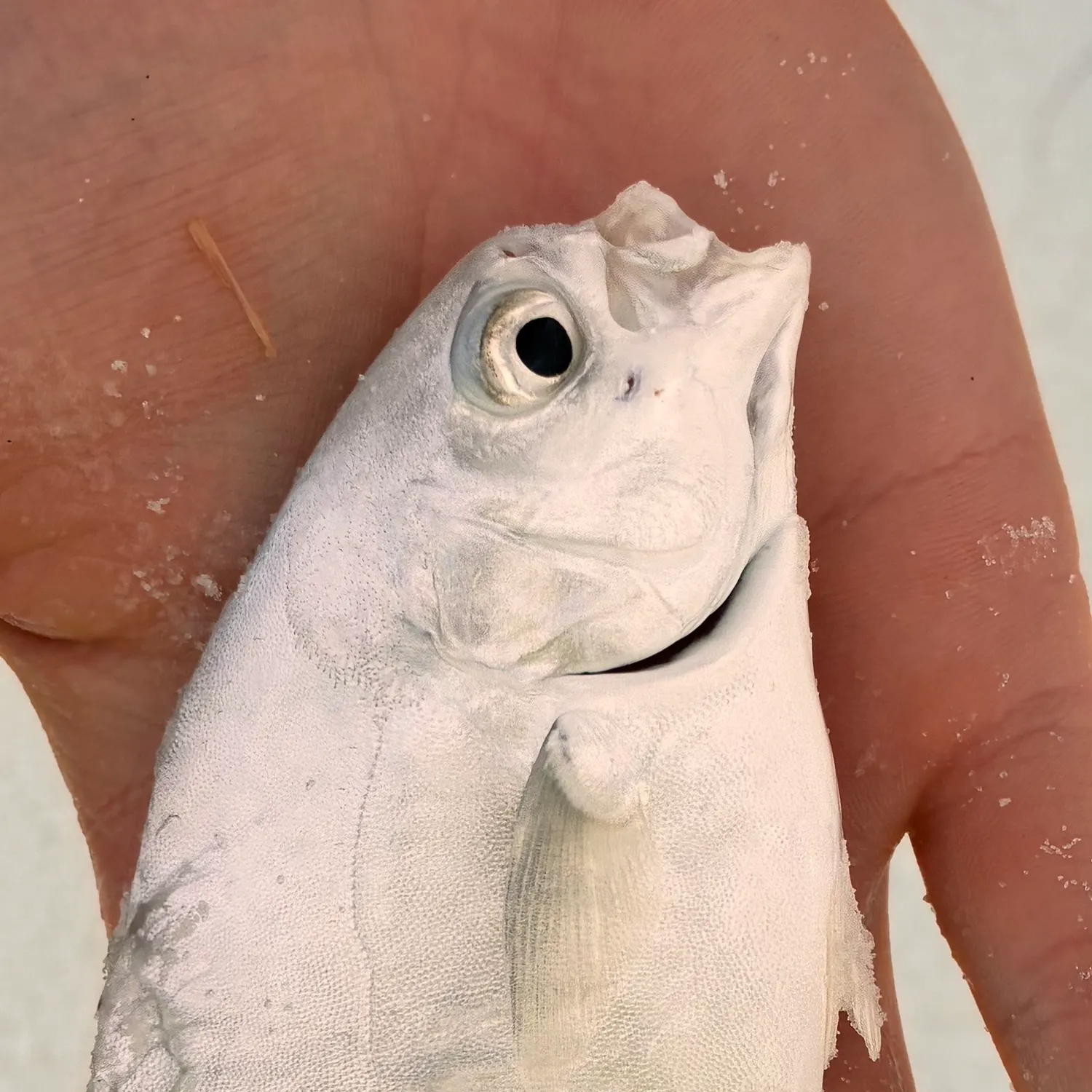The most recent Palometa catches on Fishbrain