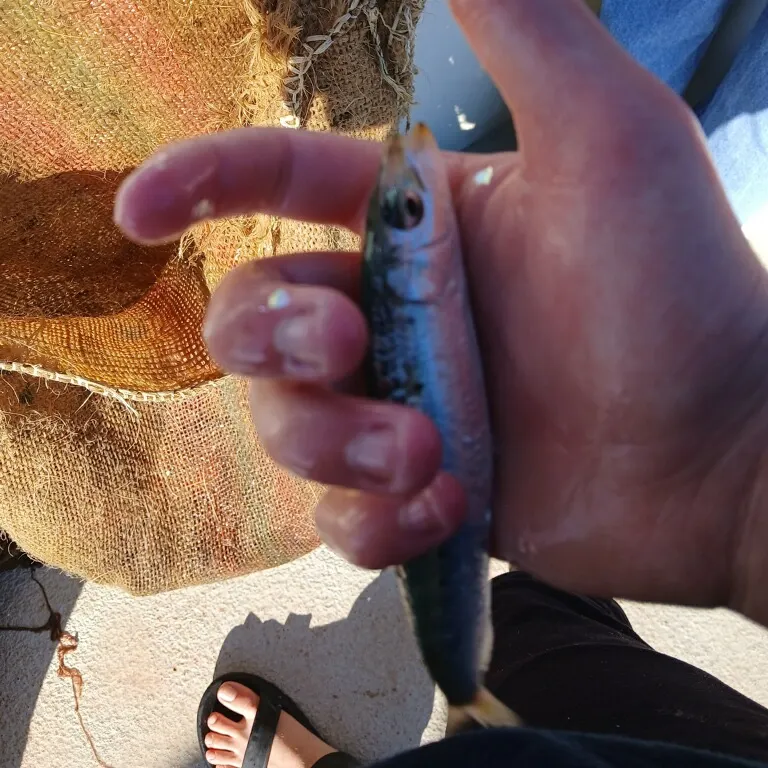 The most recent Slender rainbow sardine catches on Fishbrain