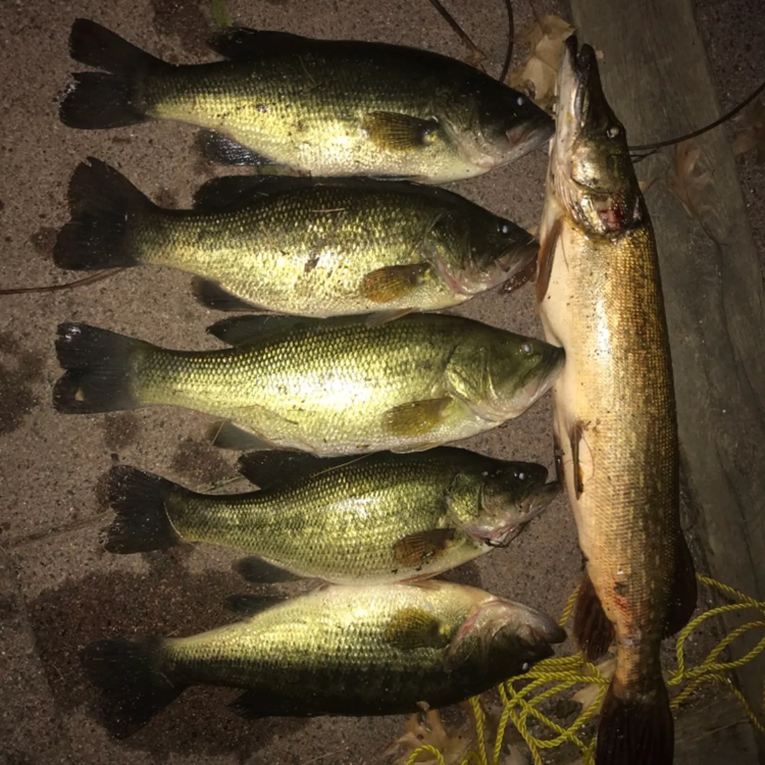 recently logged catches