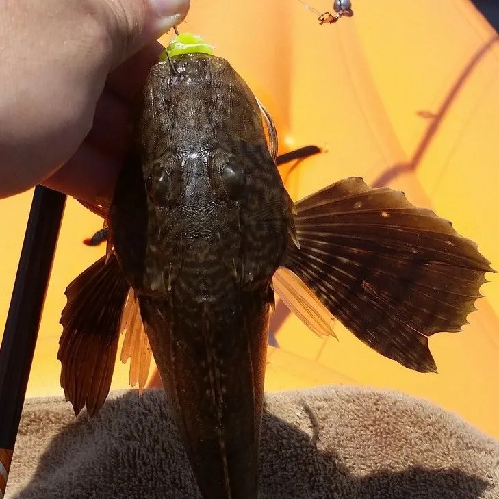 The most recent Bighead searobin catches on Fishbrain