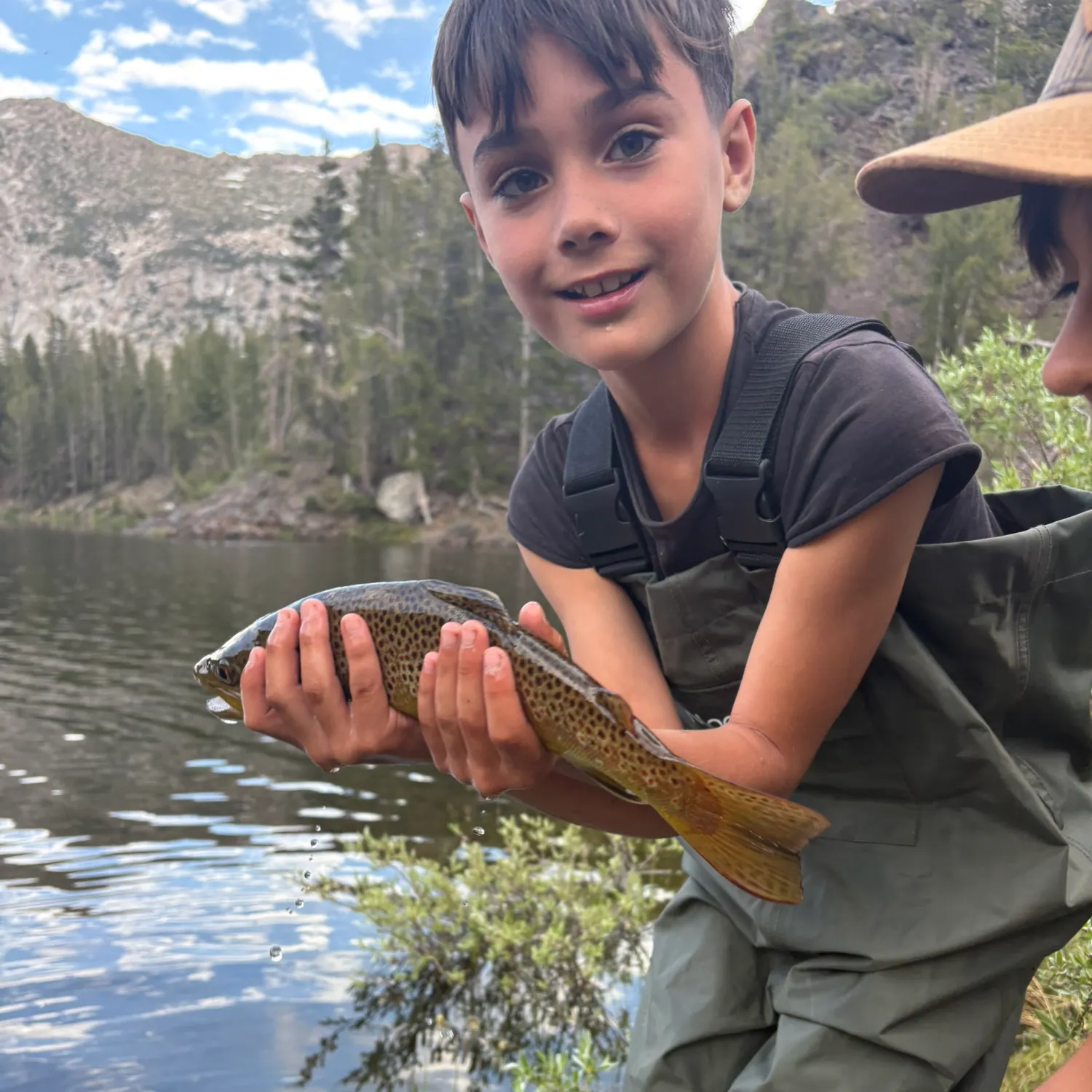 Brown trout caught on Fishbrain
