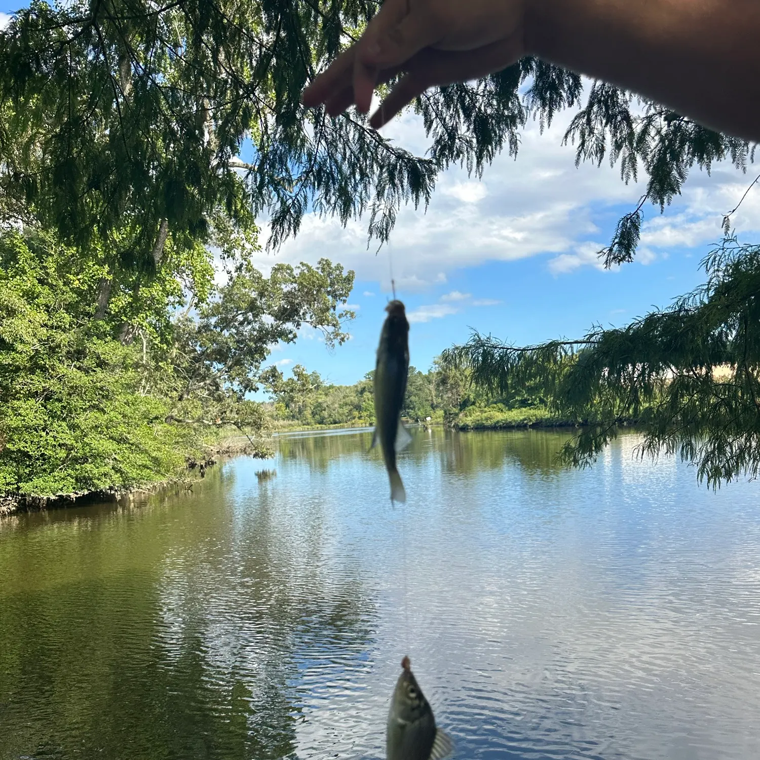 White perch caught on Fishbrain