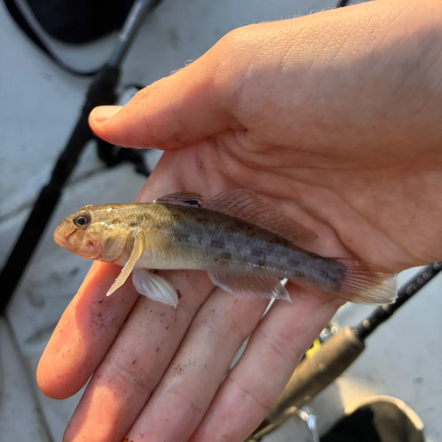 Round goby caught on Fishbrain