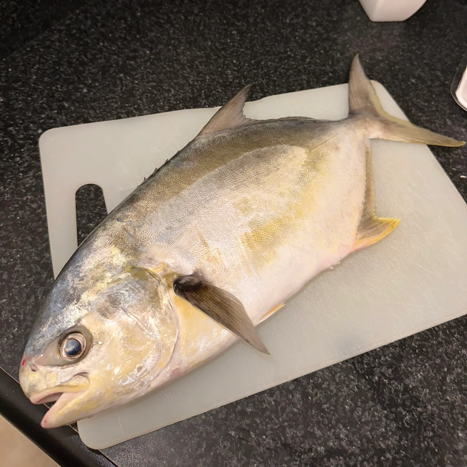 The most popular recent Florida pompano catch on Fishbrain