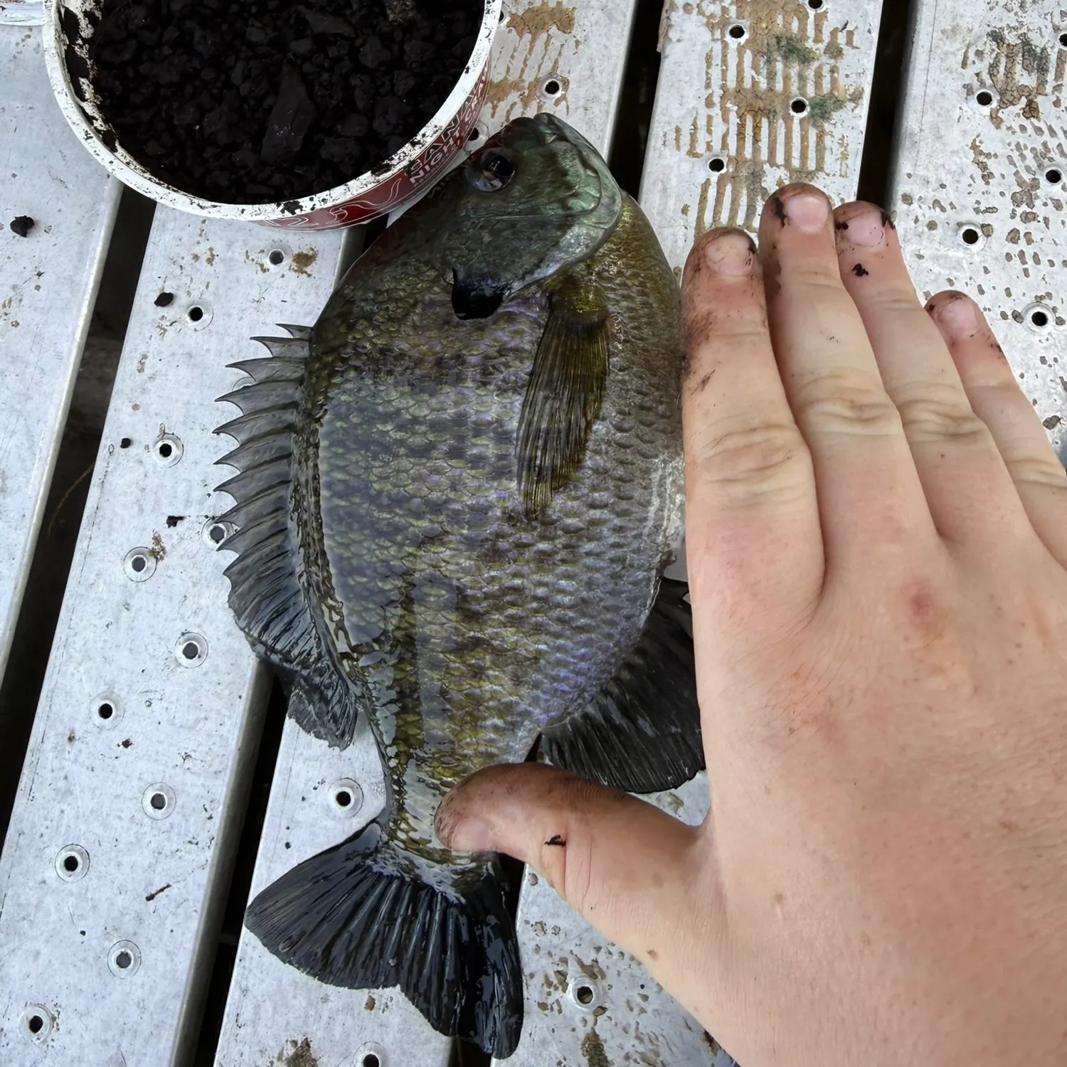 Bluegill caught on Fishbrain