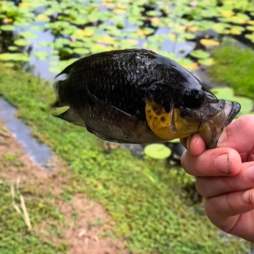 The most recent Spotted tilapia catches on Fishbrain