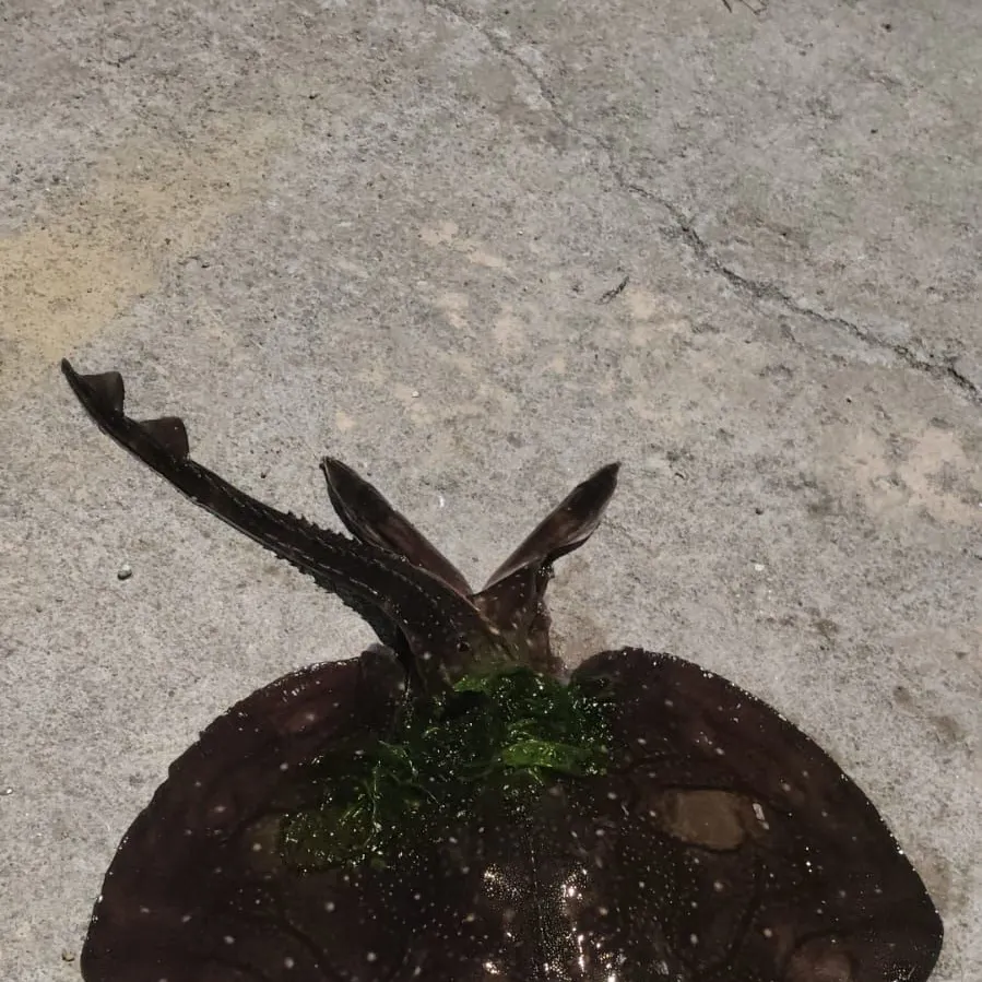 The most recent Undulate ray catches on Fishbrain