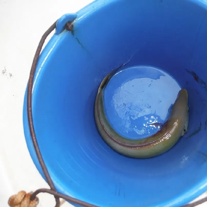The most recent Sand tilefish catches on Fishbrain