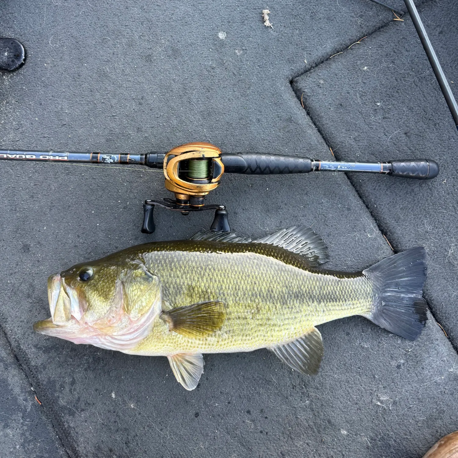 Largemouth bass caught on Fishbrain