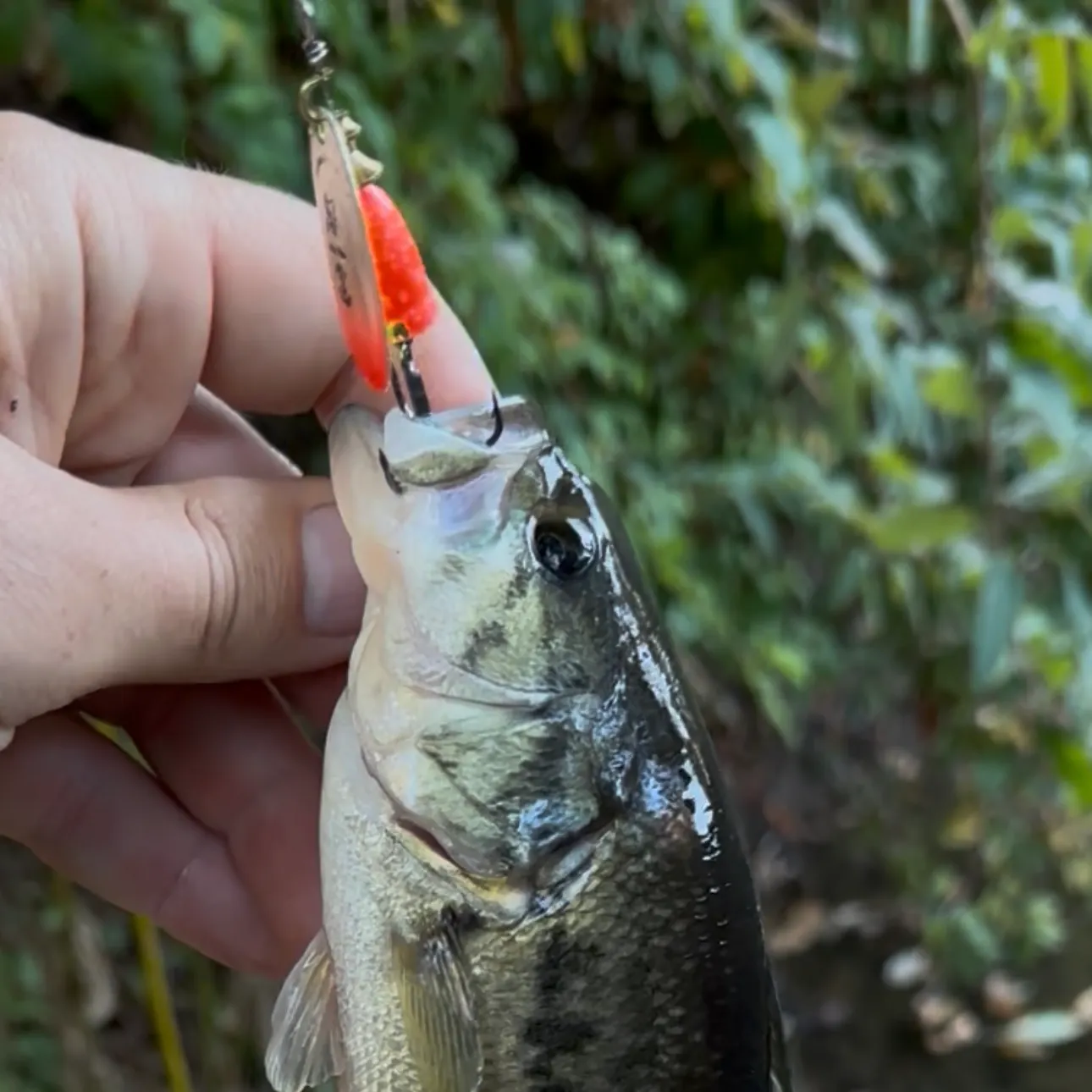 Spotted bass caught on Fishbrain