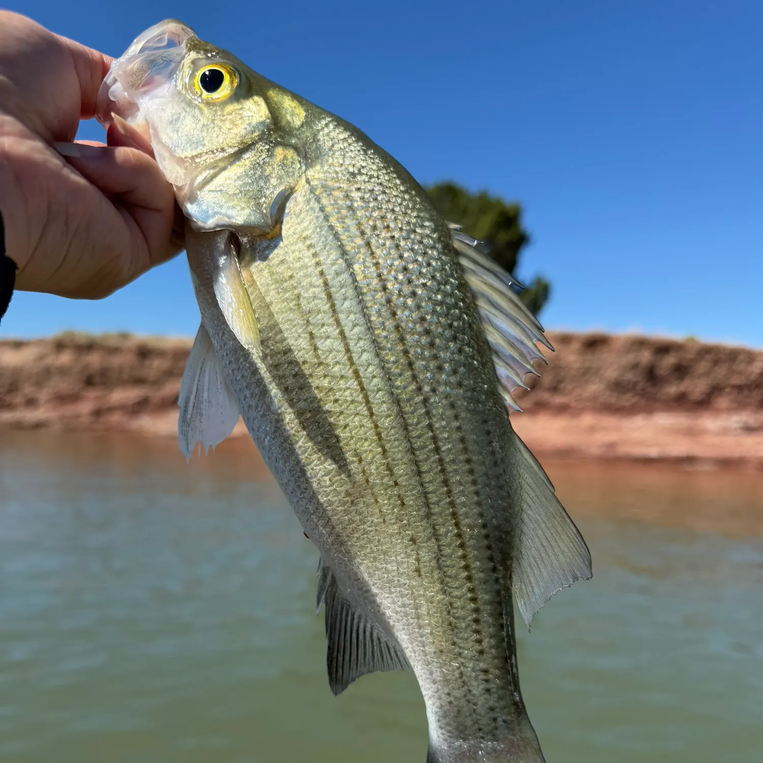 White bass caught on Fishbrain