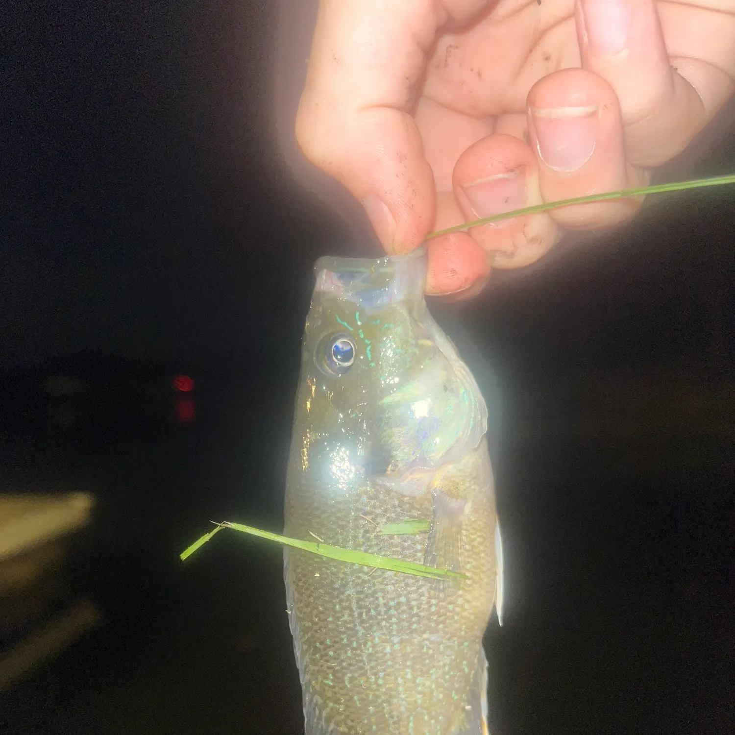 Green sunfish caught on Fishbrain