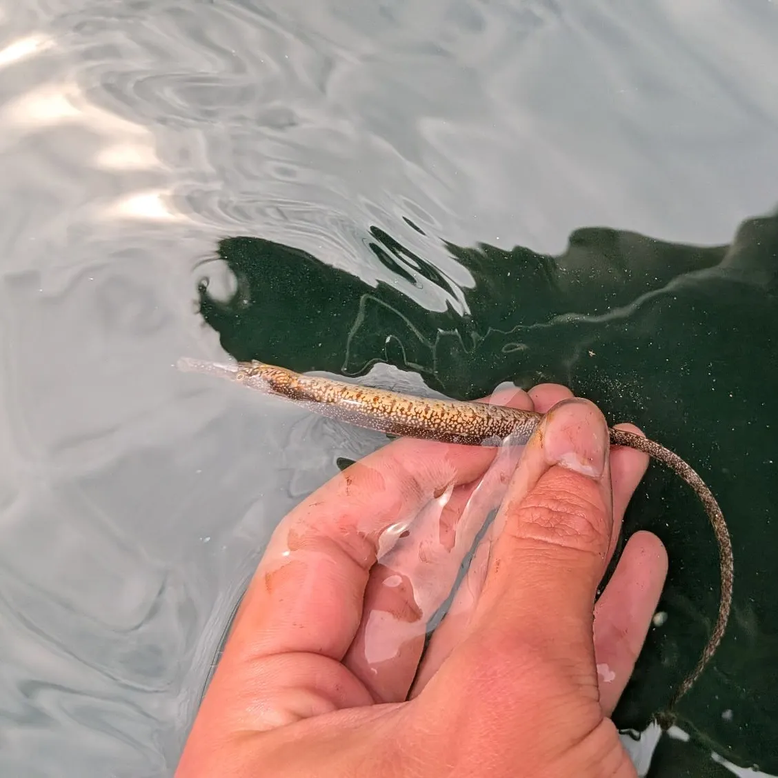The most recent Northern pipefish catches on Fishbrain