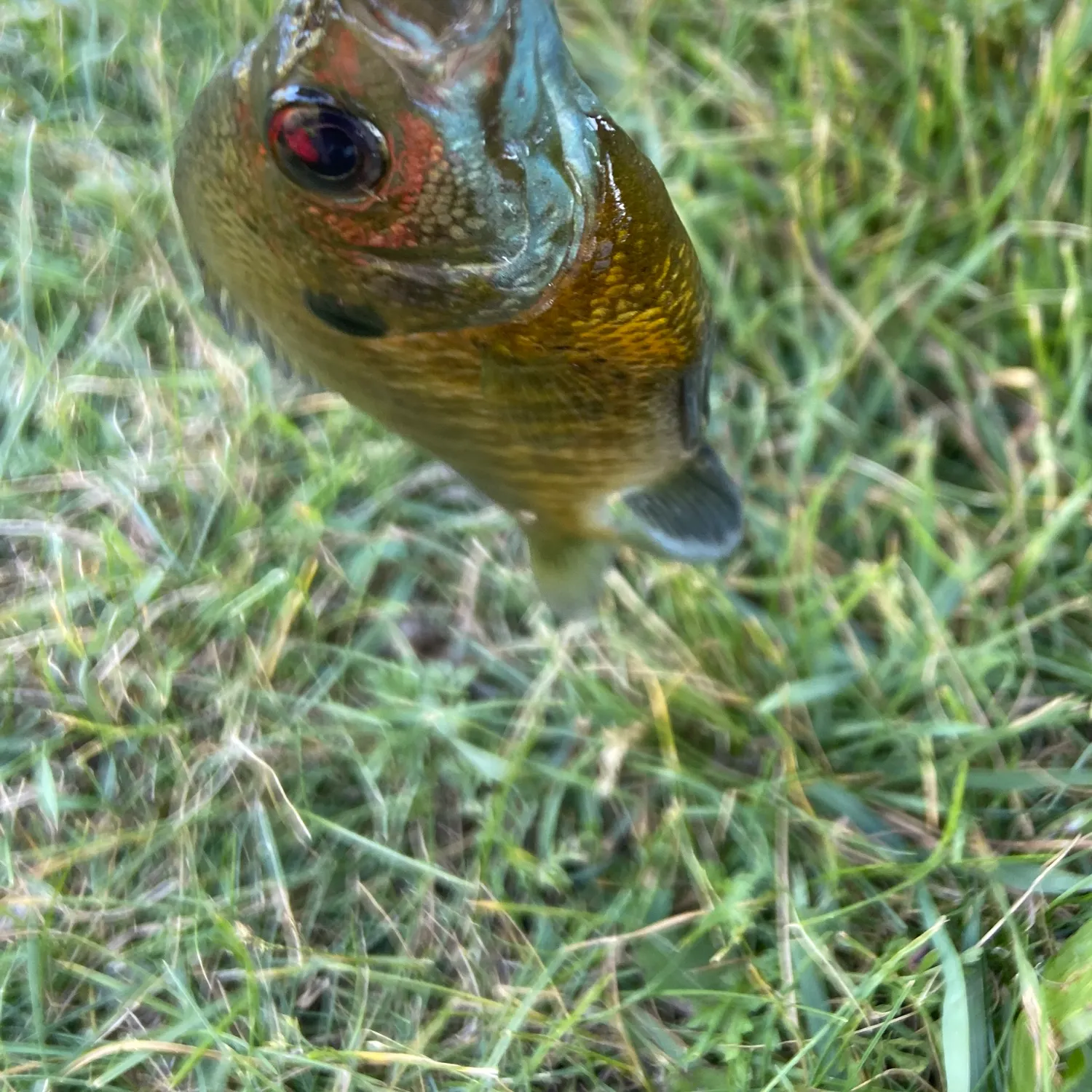 The most recent Redspotted sunfish catches on Fishbrain