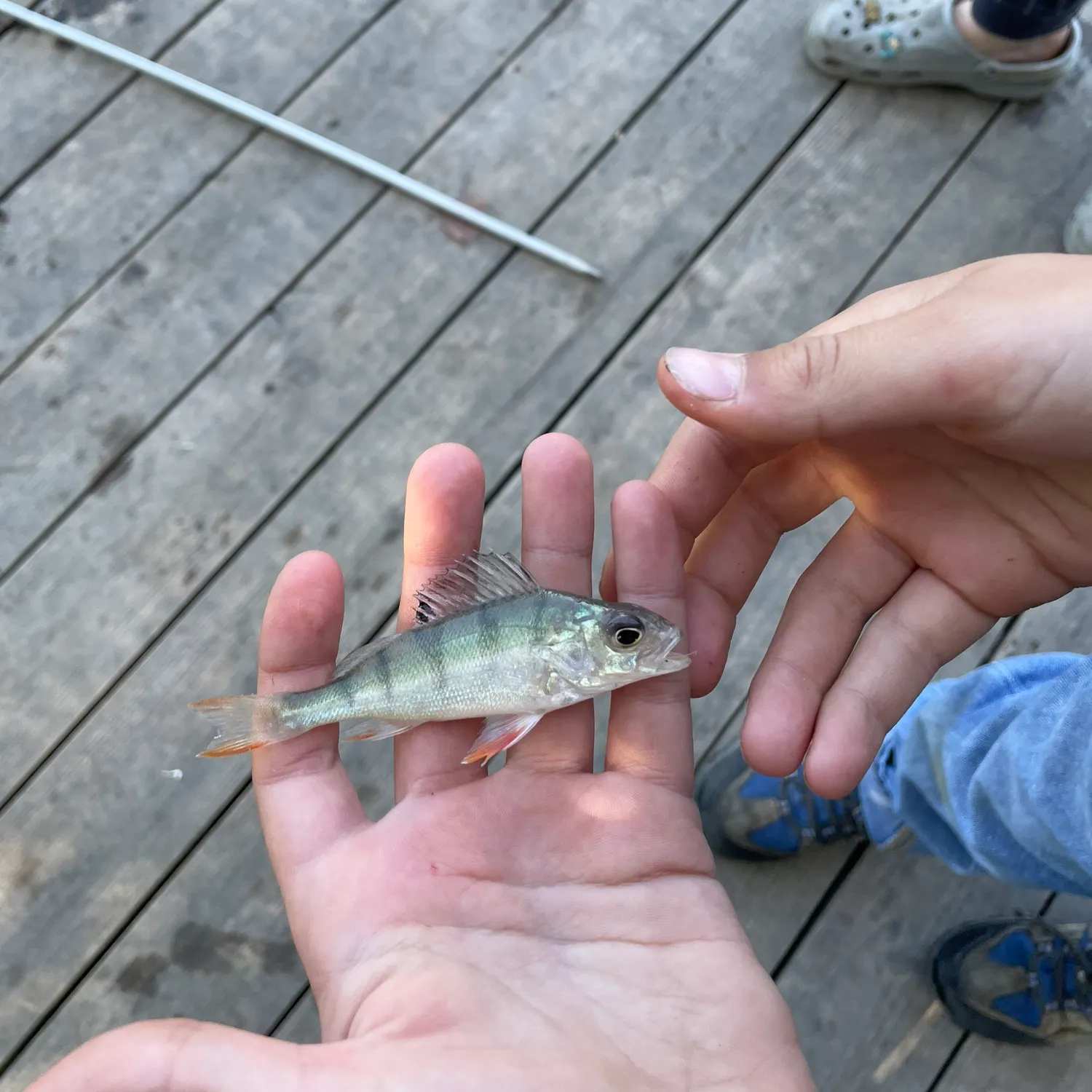 European perch caught on Fishbrain